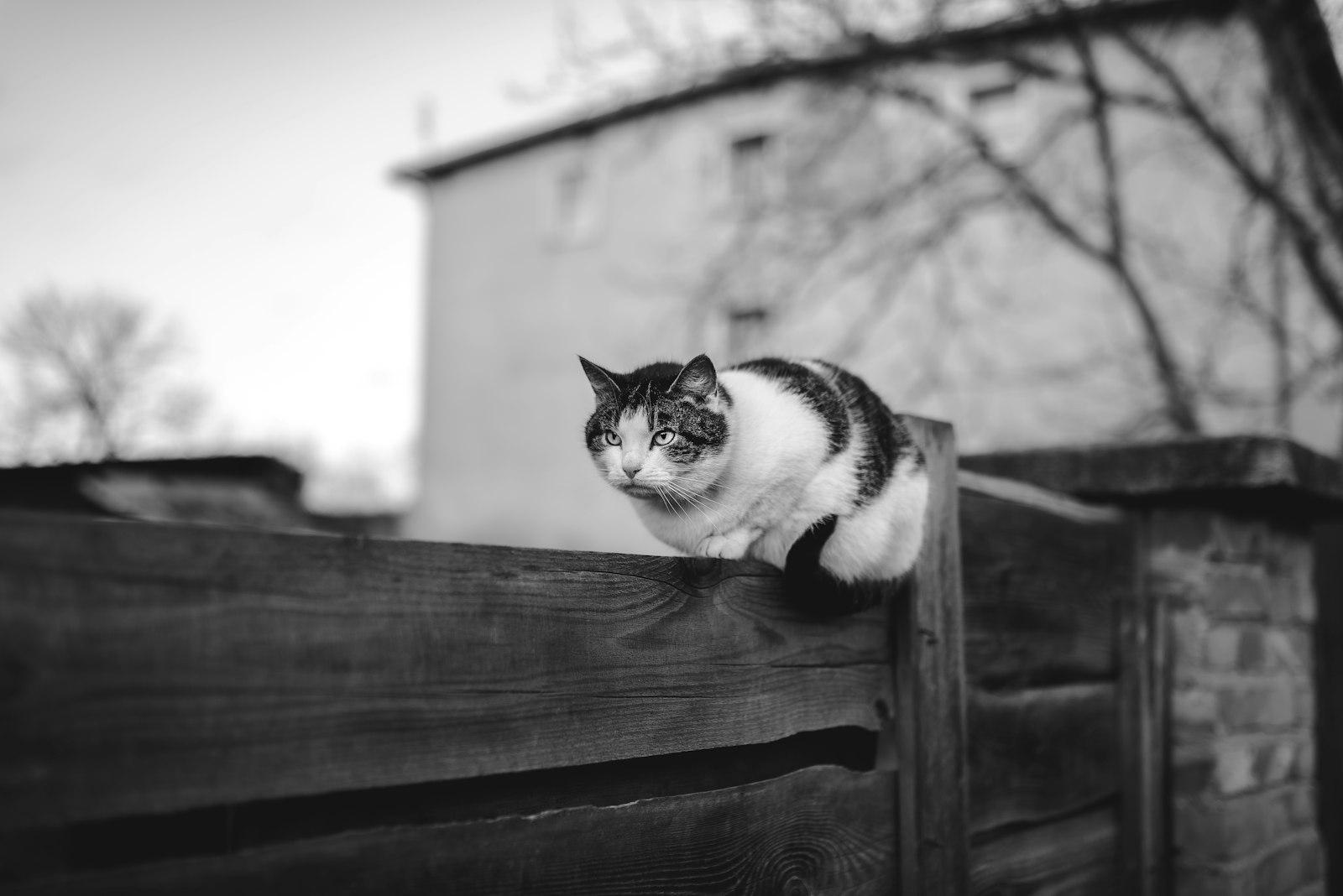 Cat Sitting On The Fence jigsaw puzzle preview
