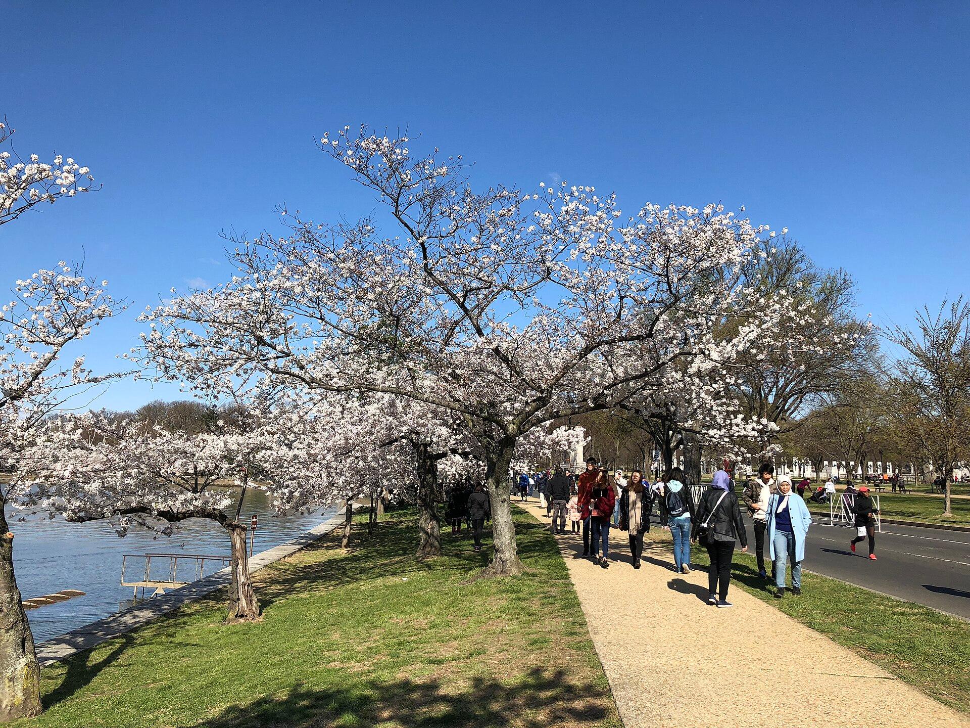 Cherry Blossom Avenue jigsaw puzzle preview
