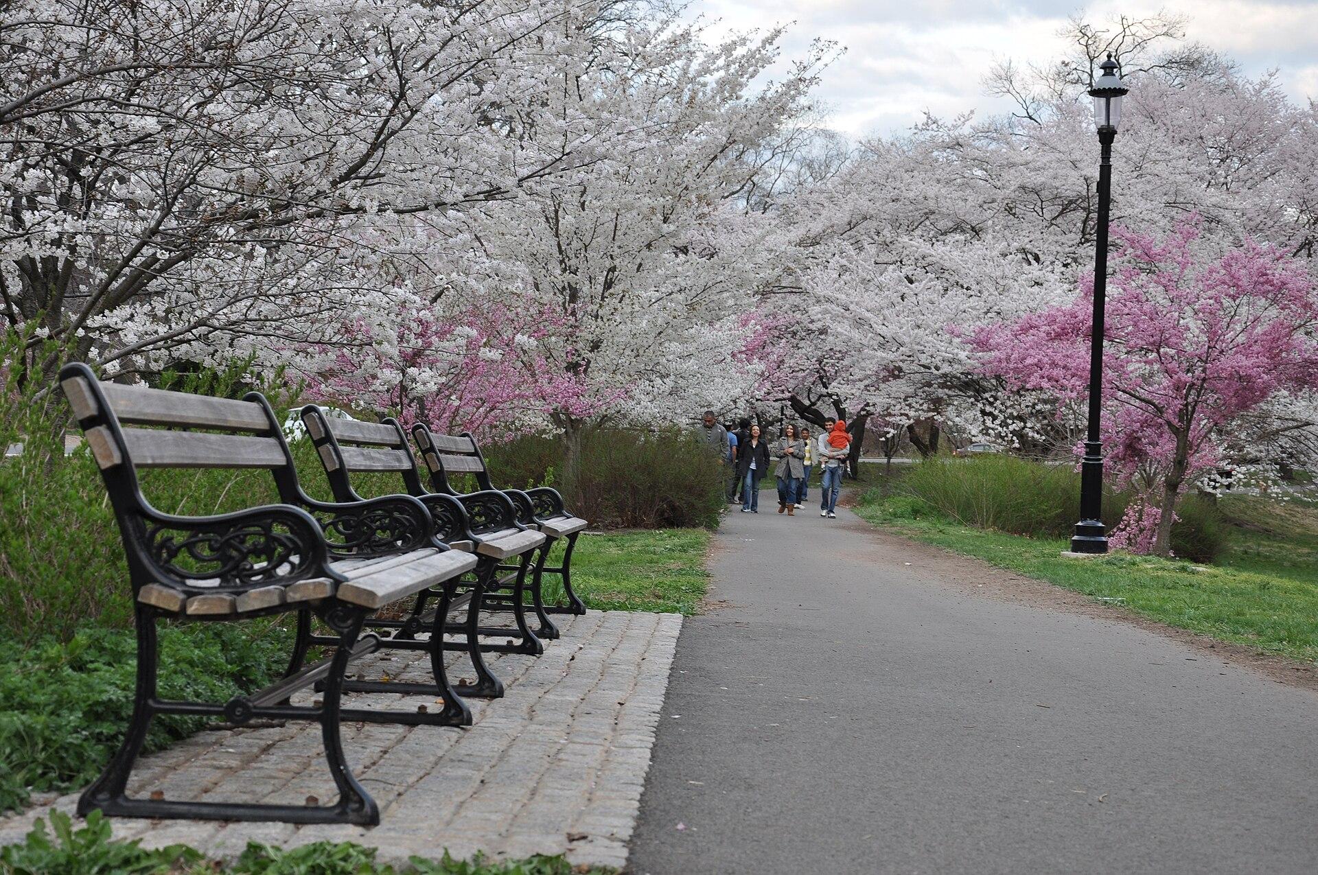 Cherry Blossom Branch jigsaw puzzle preview