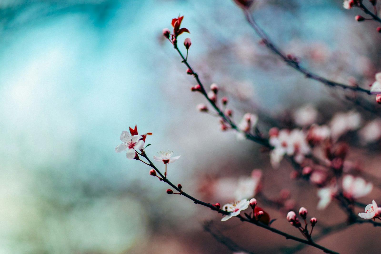 Cherry-Blossom-Focus-Seattle jigsaw puzzle preview