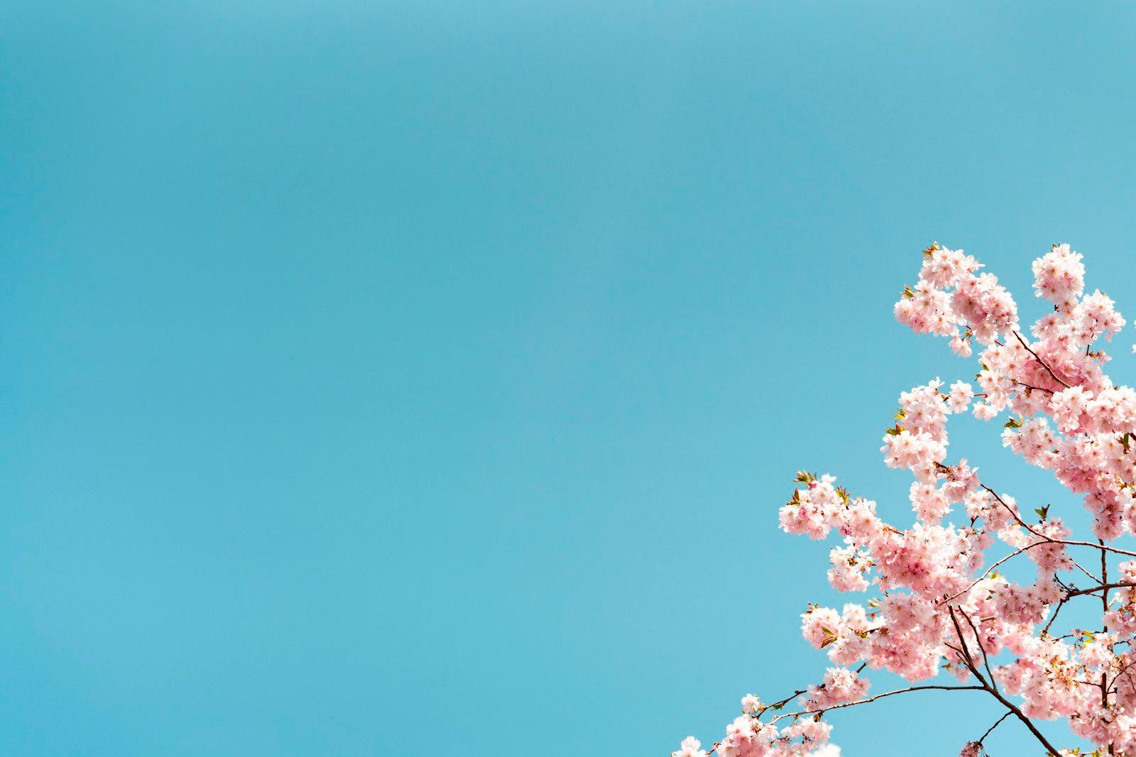 Cherry Blossom jigsaw puzzle preview