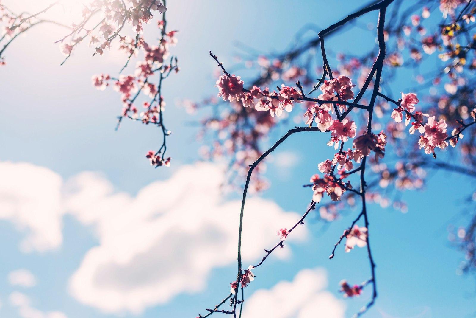 Cherry Blossom Tree jigsaw puzzle preview