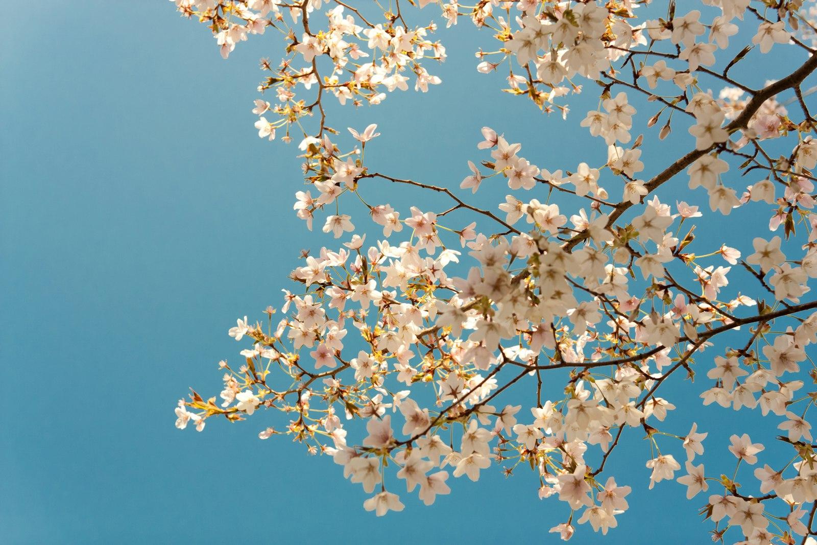 Cherry Blossoms In Spring, Shot On Oookayama Campu jigsaw puzzle preview