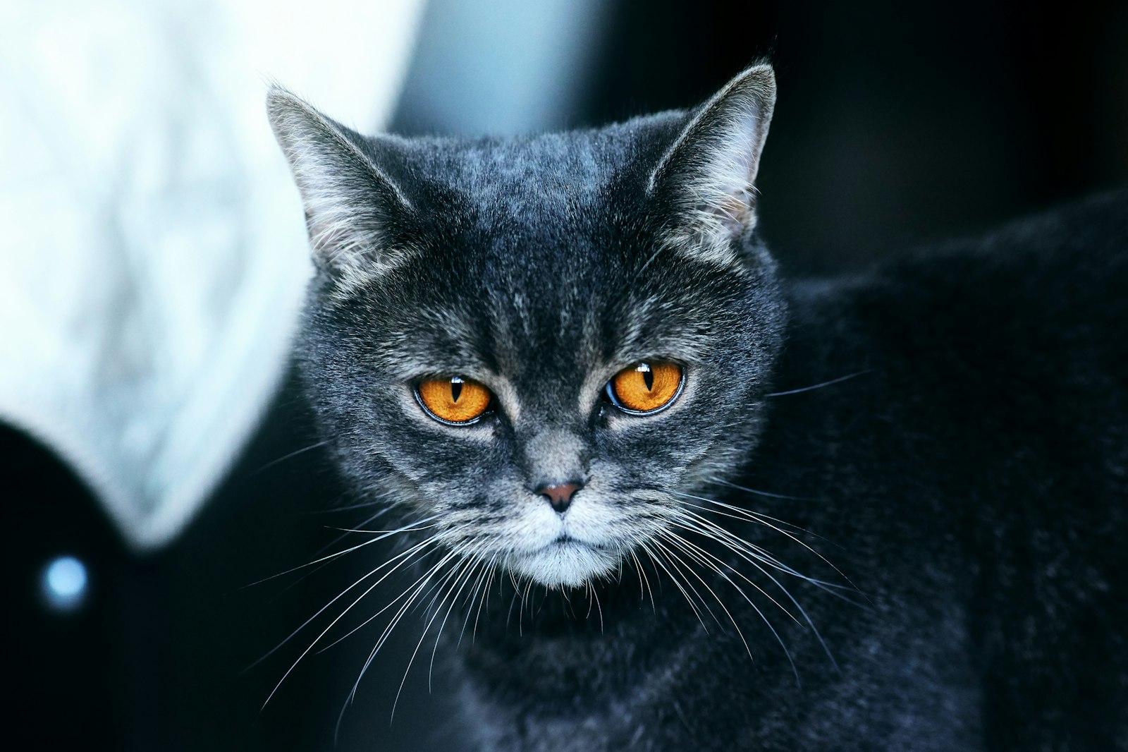 Chic British Cat With Orange Eyes. Picture Of A Ca jigsaw puzzle preview