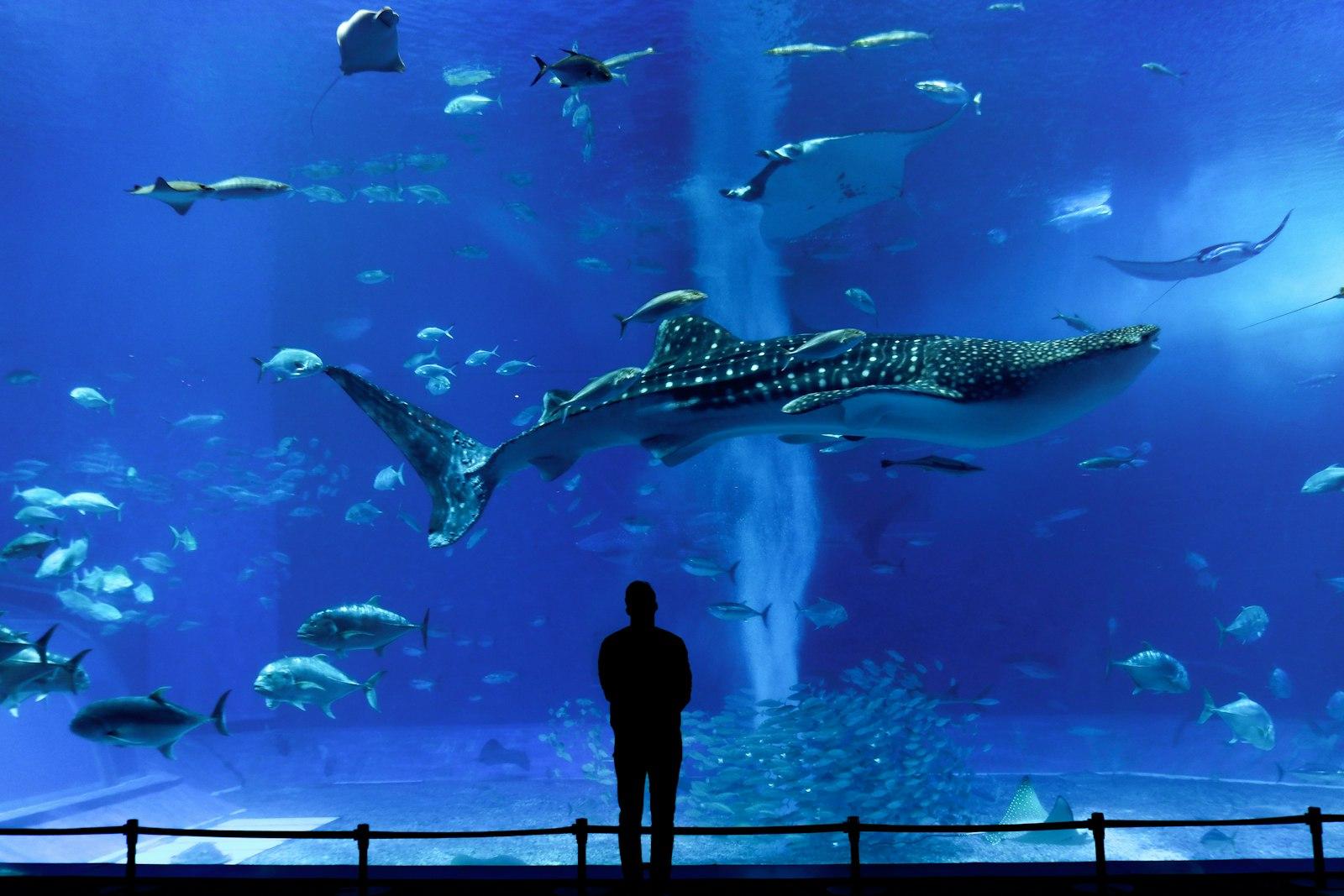Churaumi Aquarium, Okinawa jigsaw puzzle preview