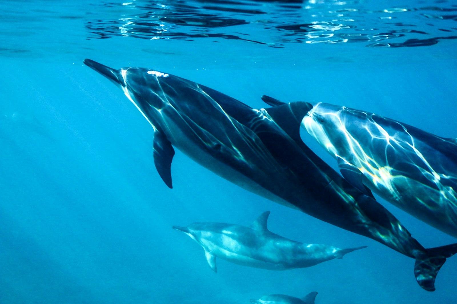 Clear Blue Waters Of Dolphins jigsaw puzzle preview