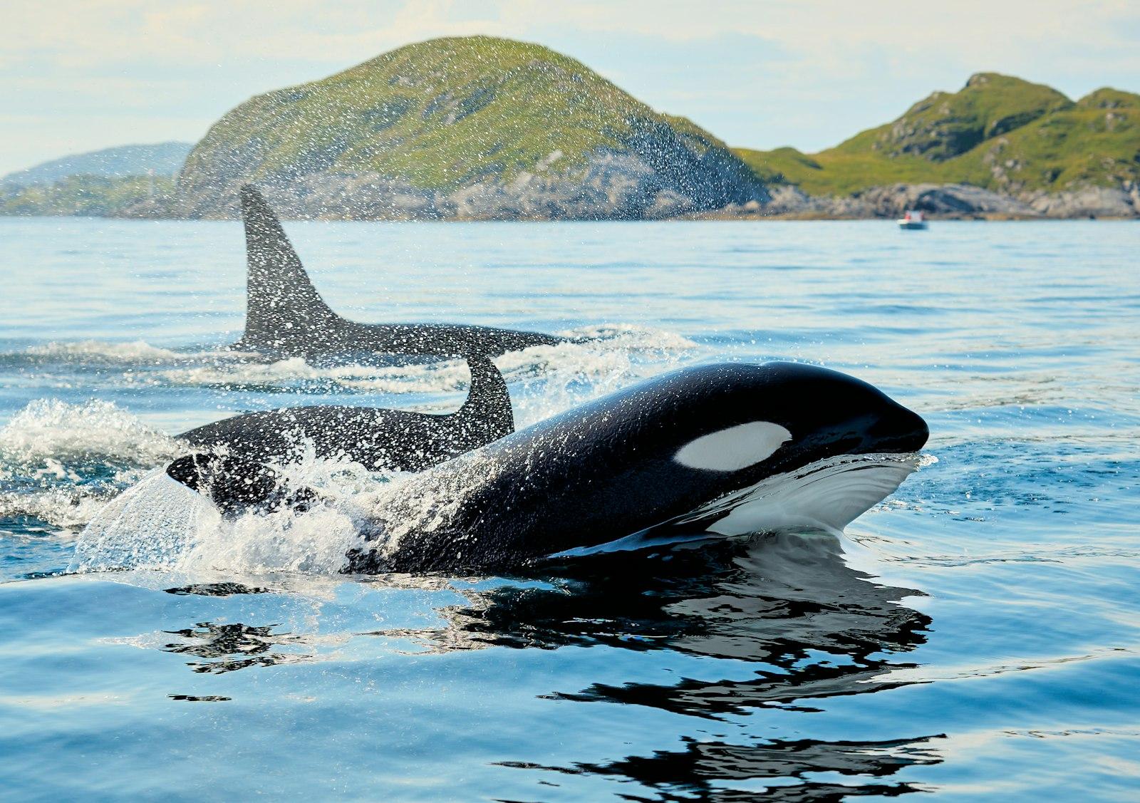 Close Encounter With Killer Whales In Arctic jigsaw puzzle preview