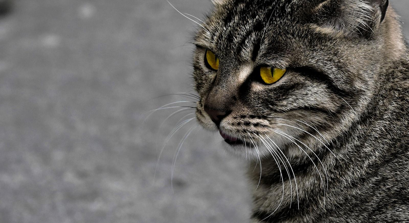 Close-Up Of A Tabby Cat With Bright Yellow Eyes jigsaw puzzle preview