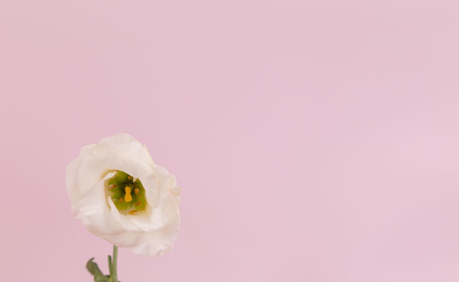 Close Up Of Delicate White Eustoma Flower On A Pin jigsaw puzzle preview