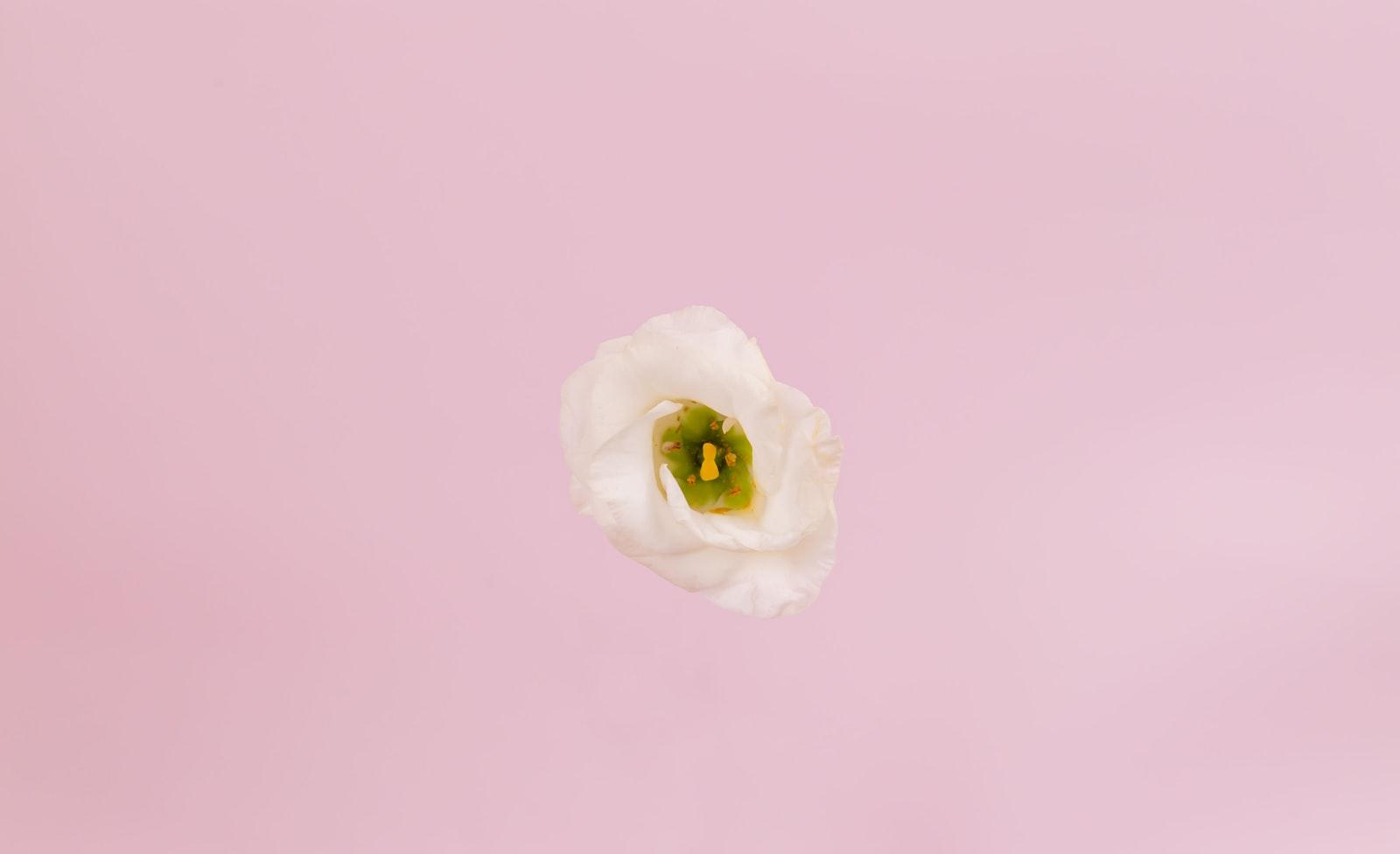 Close Up Of Delicate White Eustoma Flower On A Pin jigsaw puzzle preview