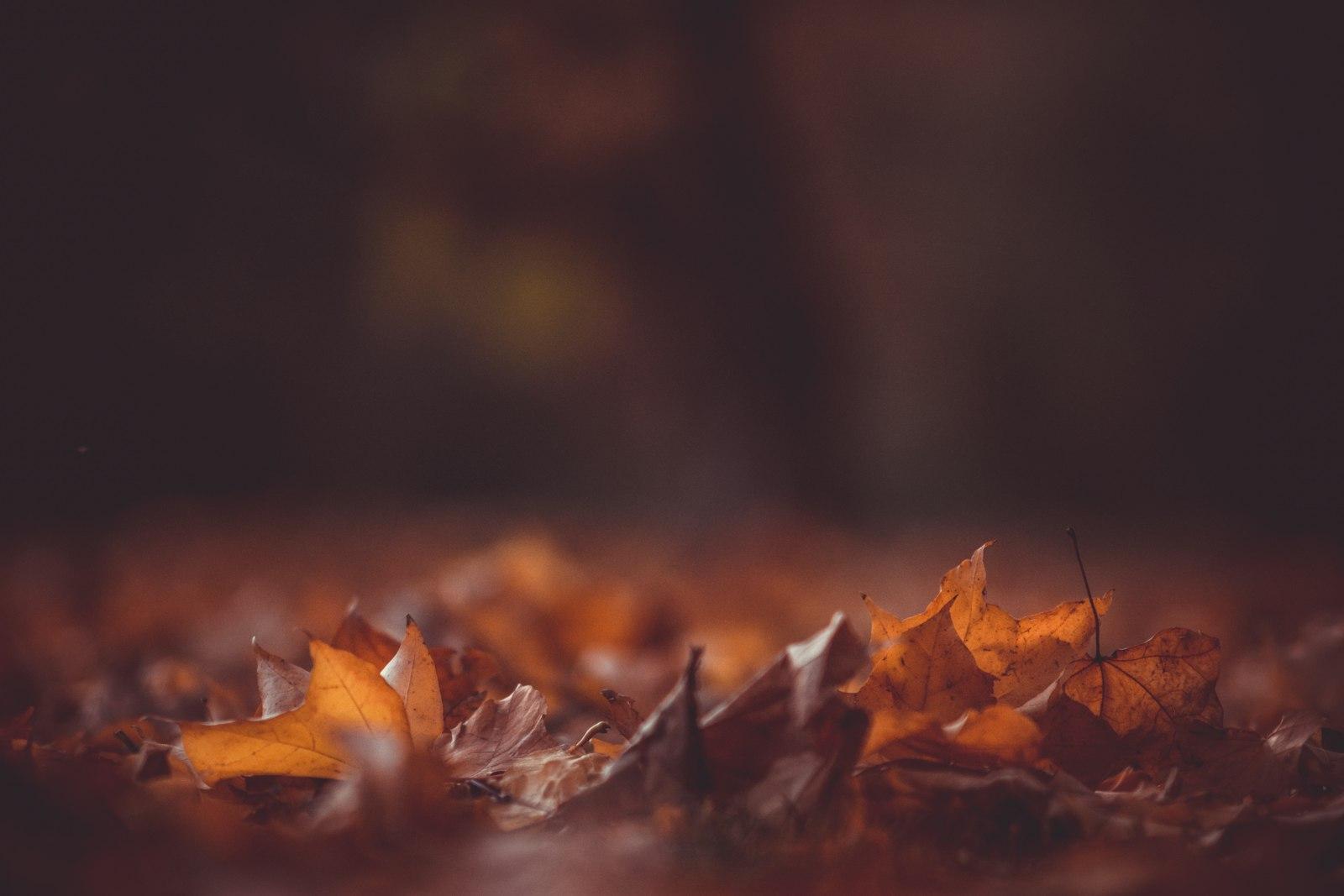 Close-Up Photography Of Brown Leaves jigsaw puzzle preview