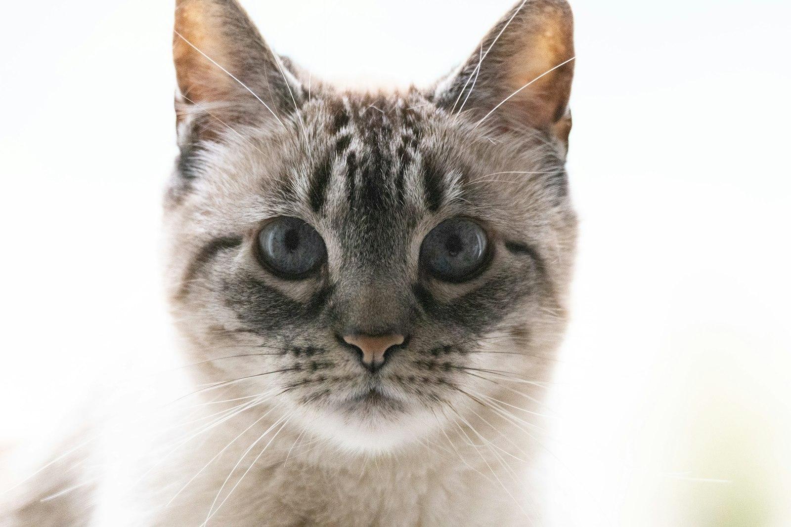 Close Up Portrait Of A Siamese Cat jigsaw puzzle preview