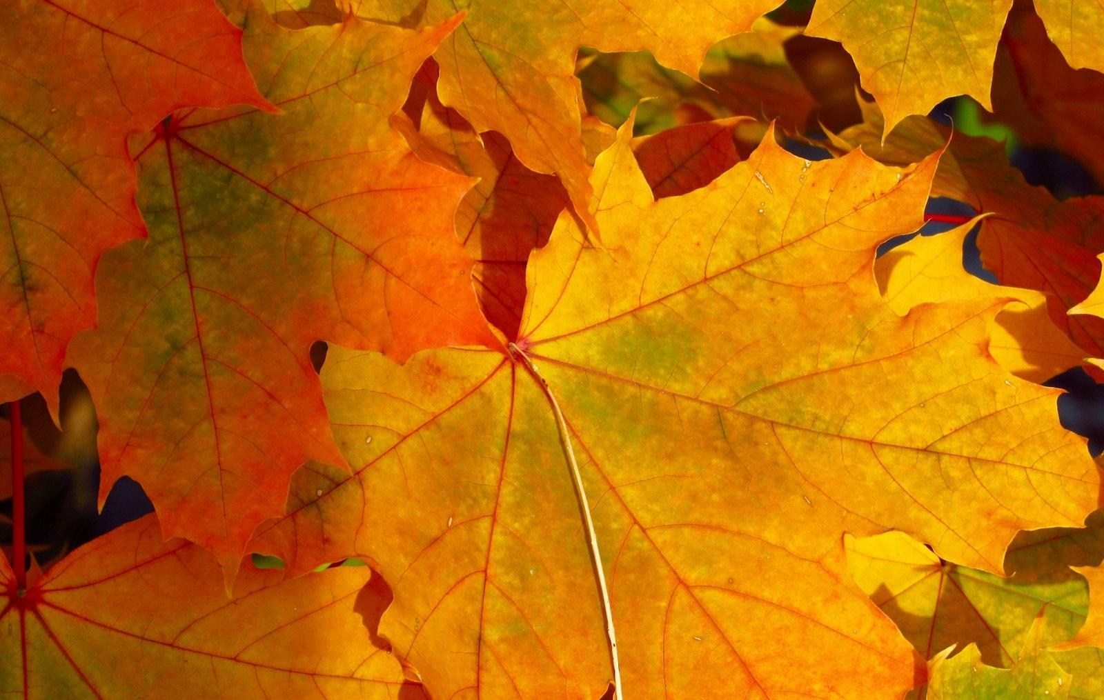 Closeup Photo Of Maple Leaves jigsaw puzzle preview