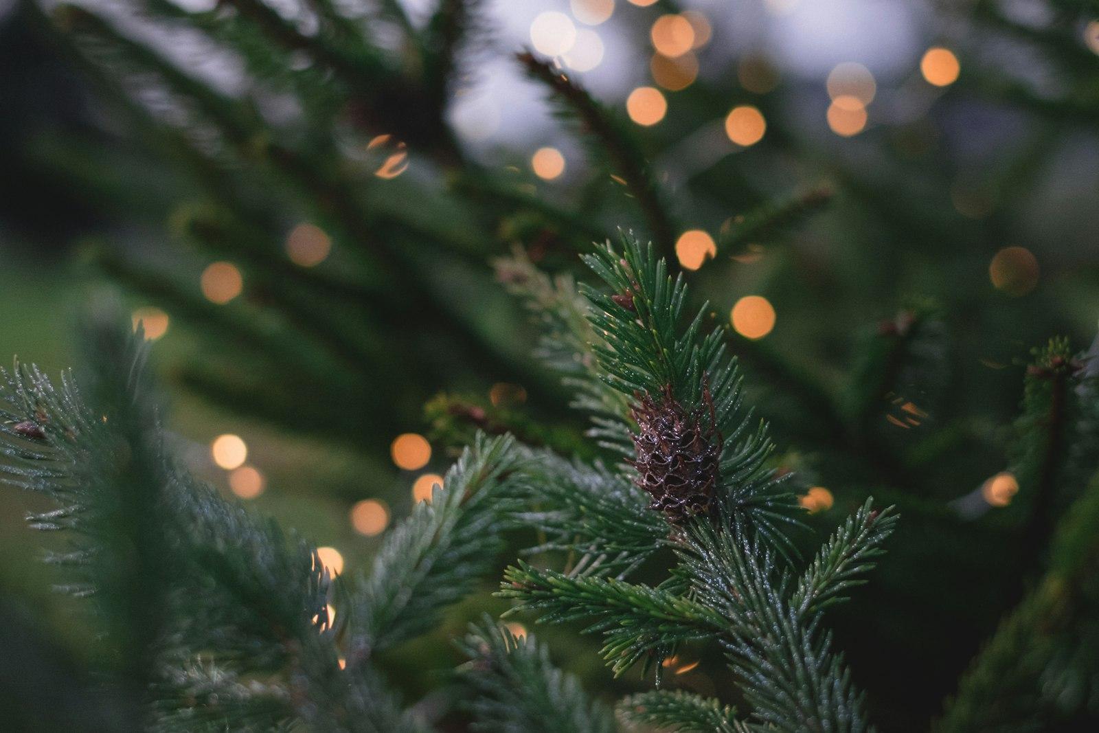 Closeup Photography Of Pine Tree With Pinecone jigsaw puzzle preview