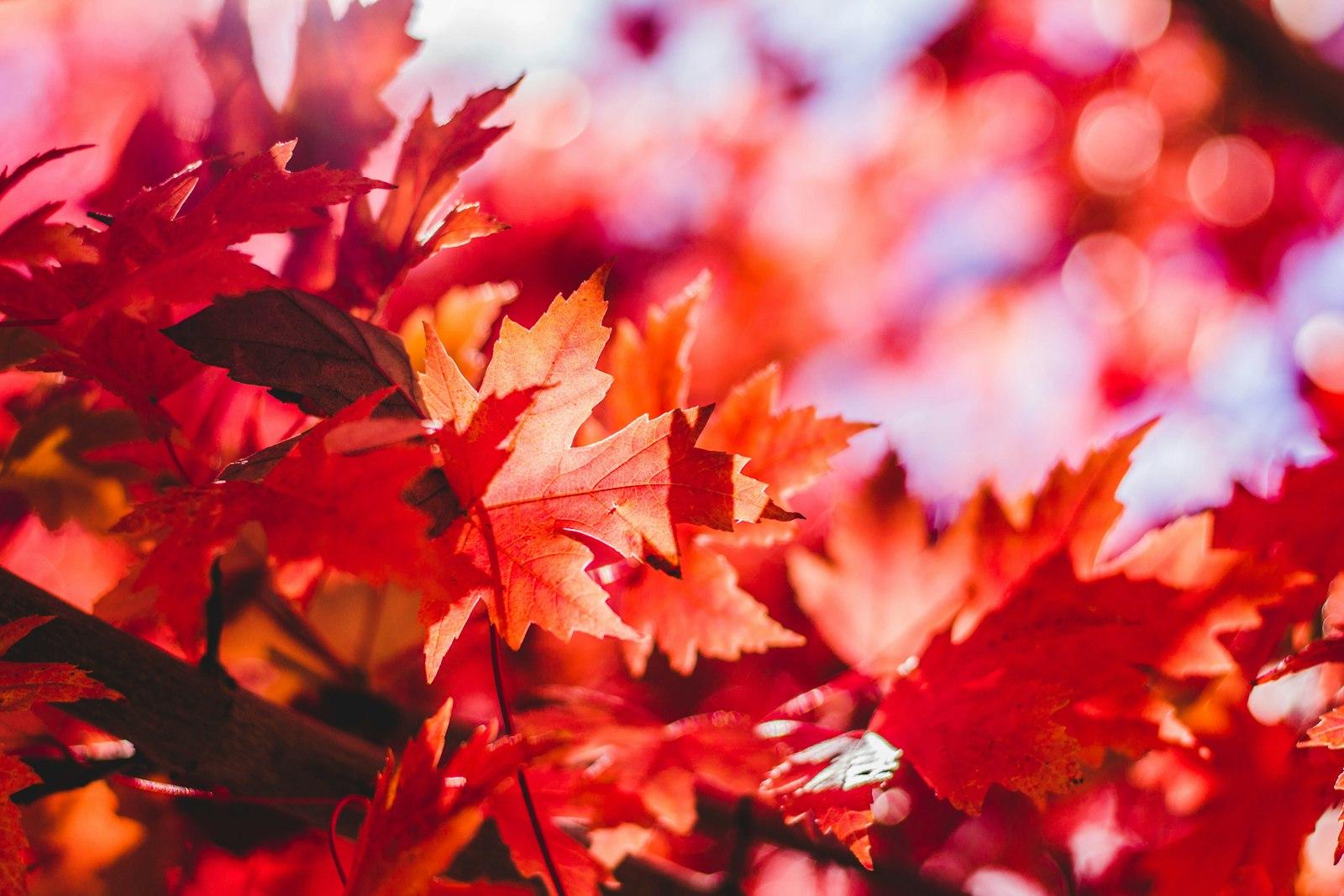 Closeup Photography Of Red Leaf Plant jigsaw puzzle preview