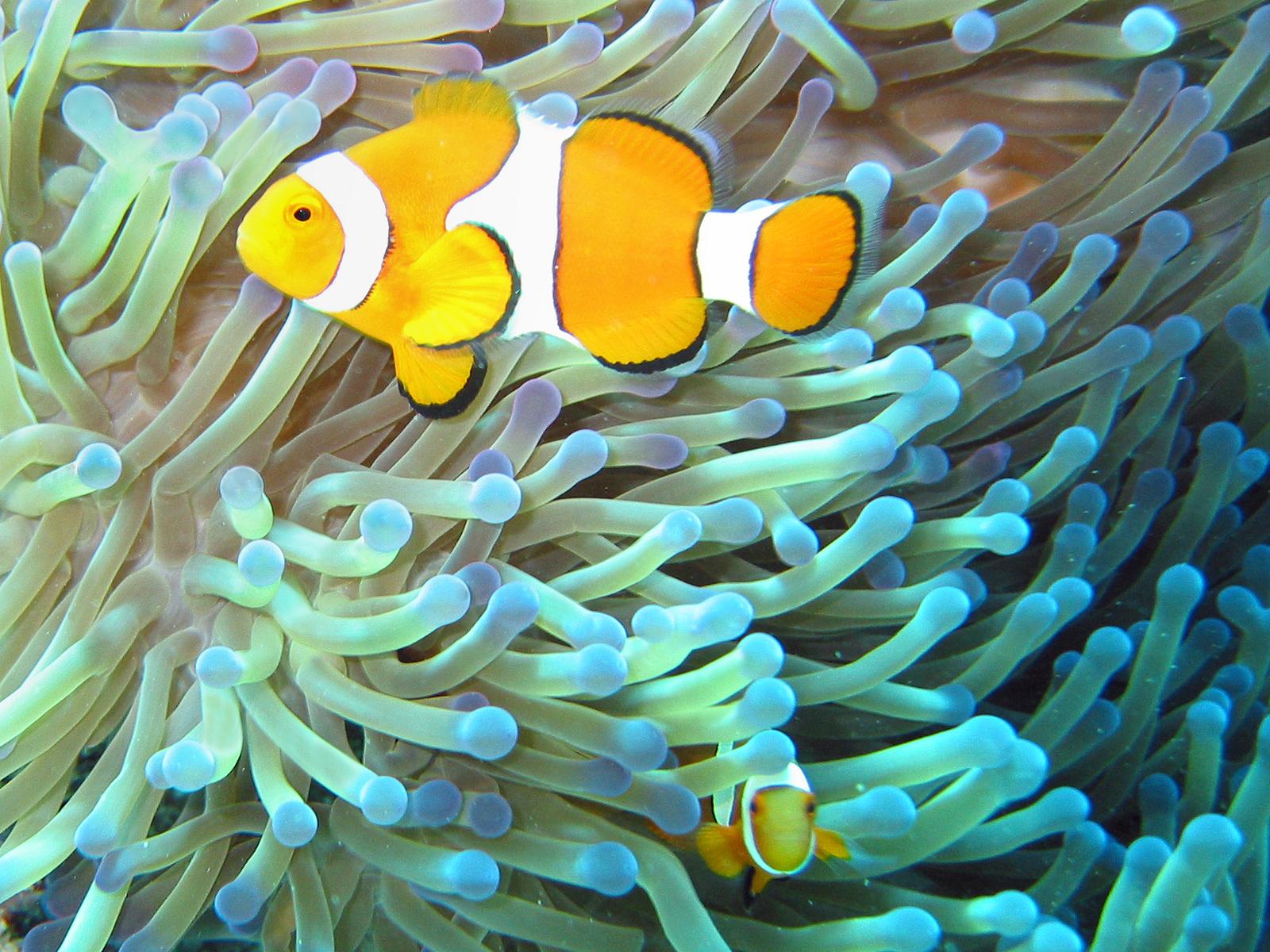 Clownfish in Anemone jigsaw puzzle preview