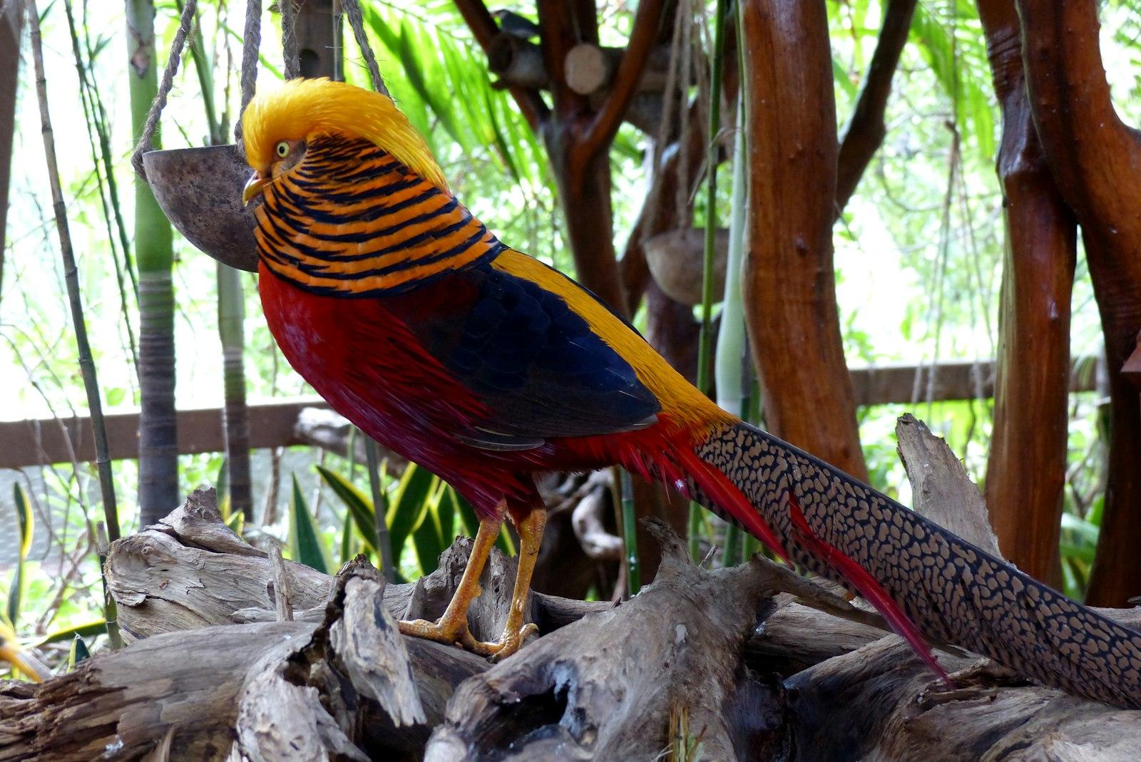 Colorful Tropical Golden Pheasant jigsaw puzzle preview