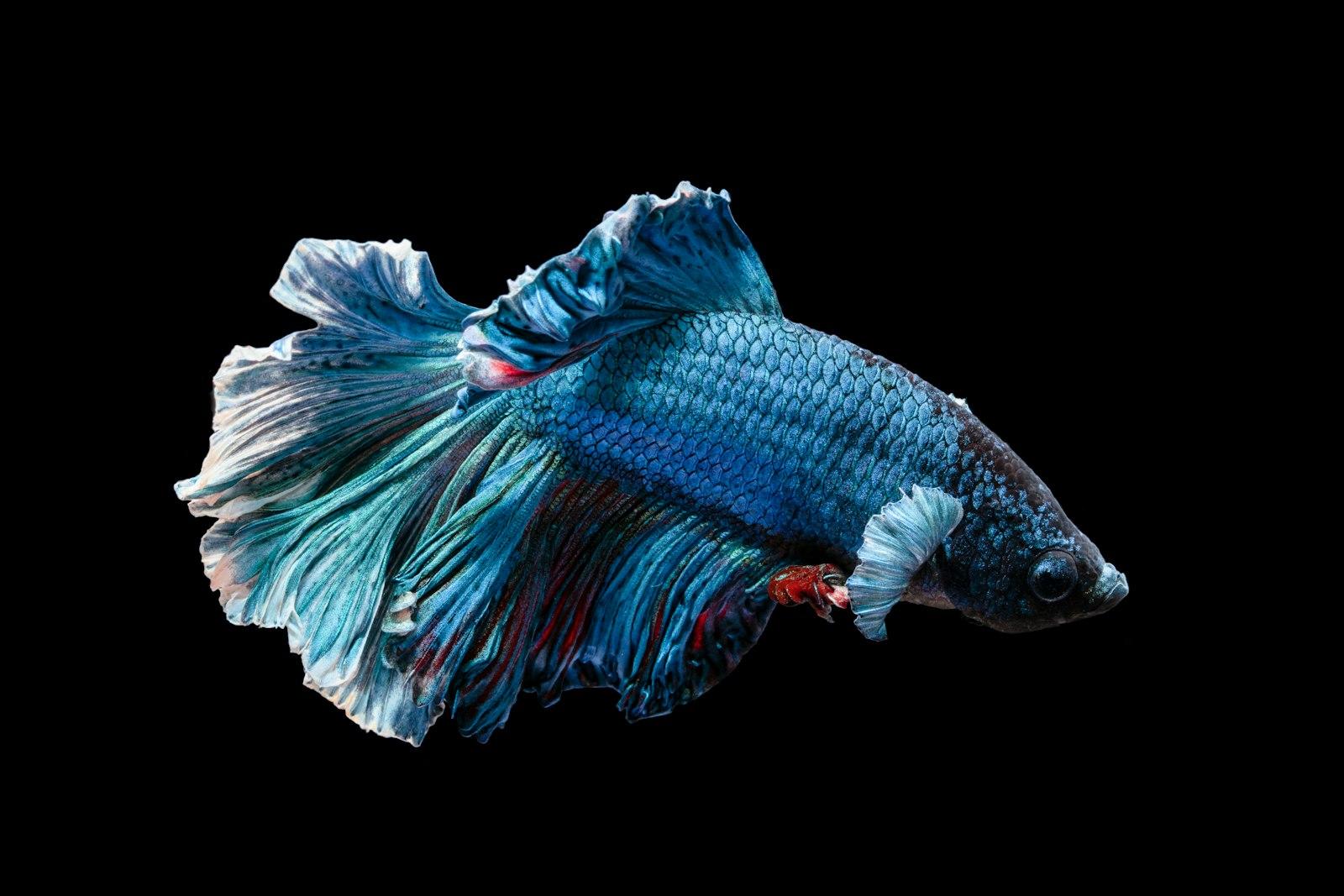 Colorful Yet Aggressive Fish. I’M Working On A Pro jigsaw puzzle preview
