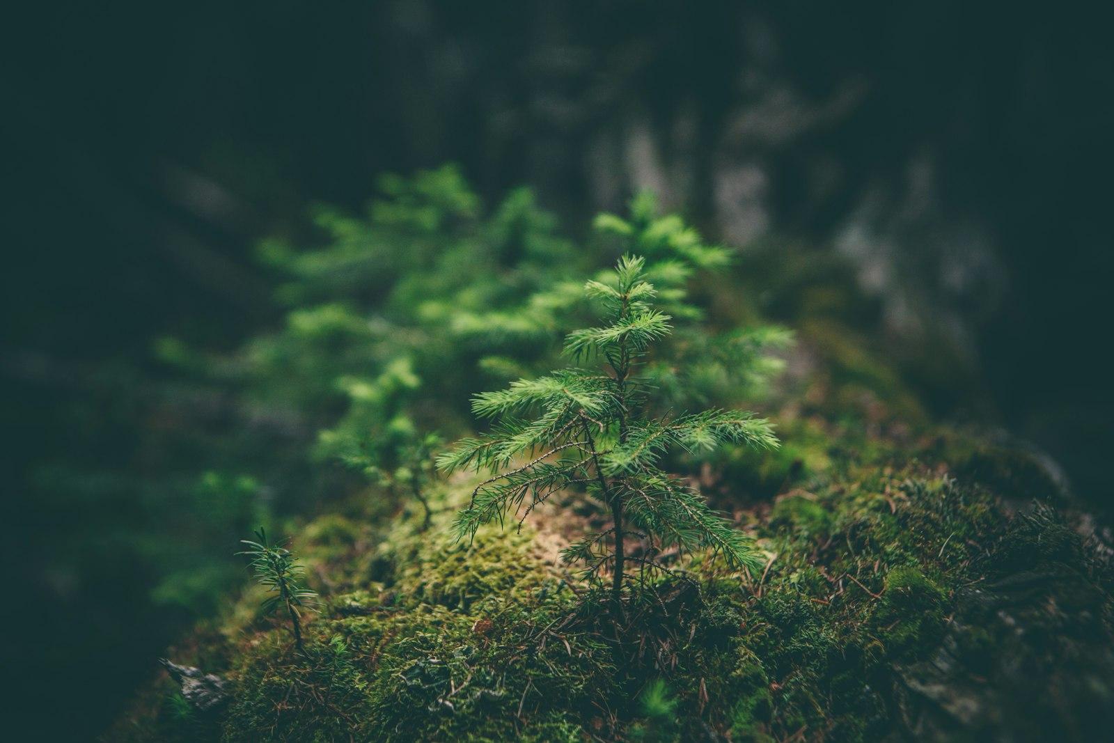 Conifer Sapling jigsaw puzzle preview