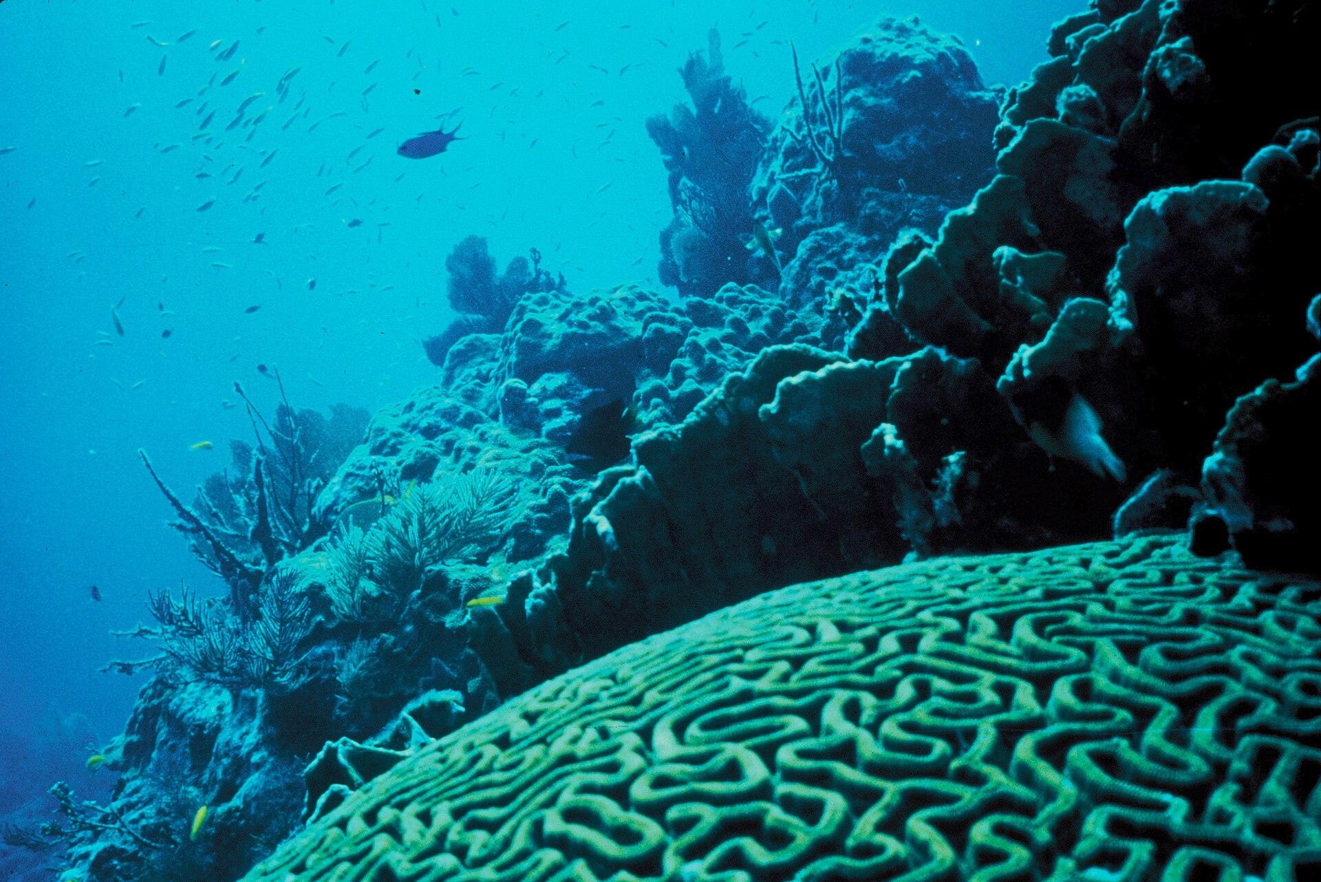 Coral Reef Fish jigsaw puzzle preview