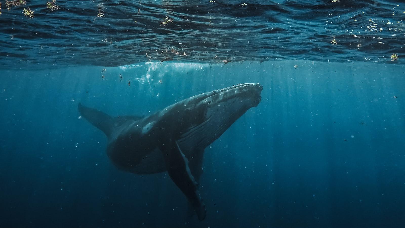 Curious Juvenile Humpback Playing jigsaw puzzle preview