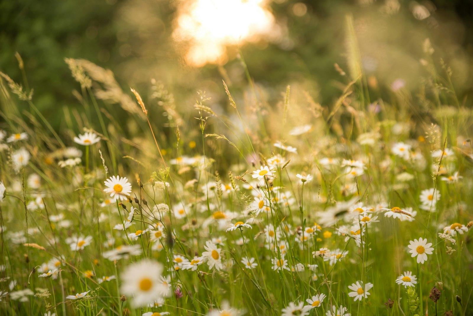 Daisies In The Evening Sun jigsaw puzzle preview