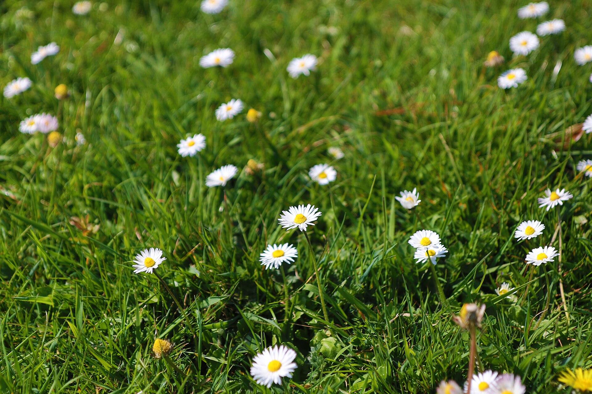 Daisy Field jigsaw puzzle preview