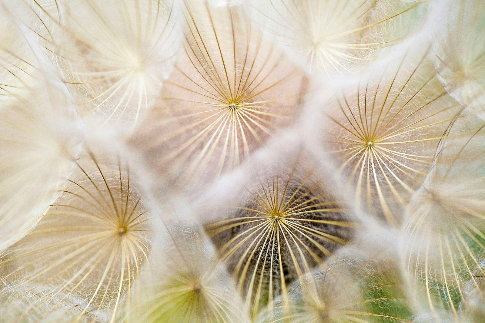 Dandelion Umbrellas In Macro jigsaw puzzle preview