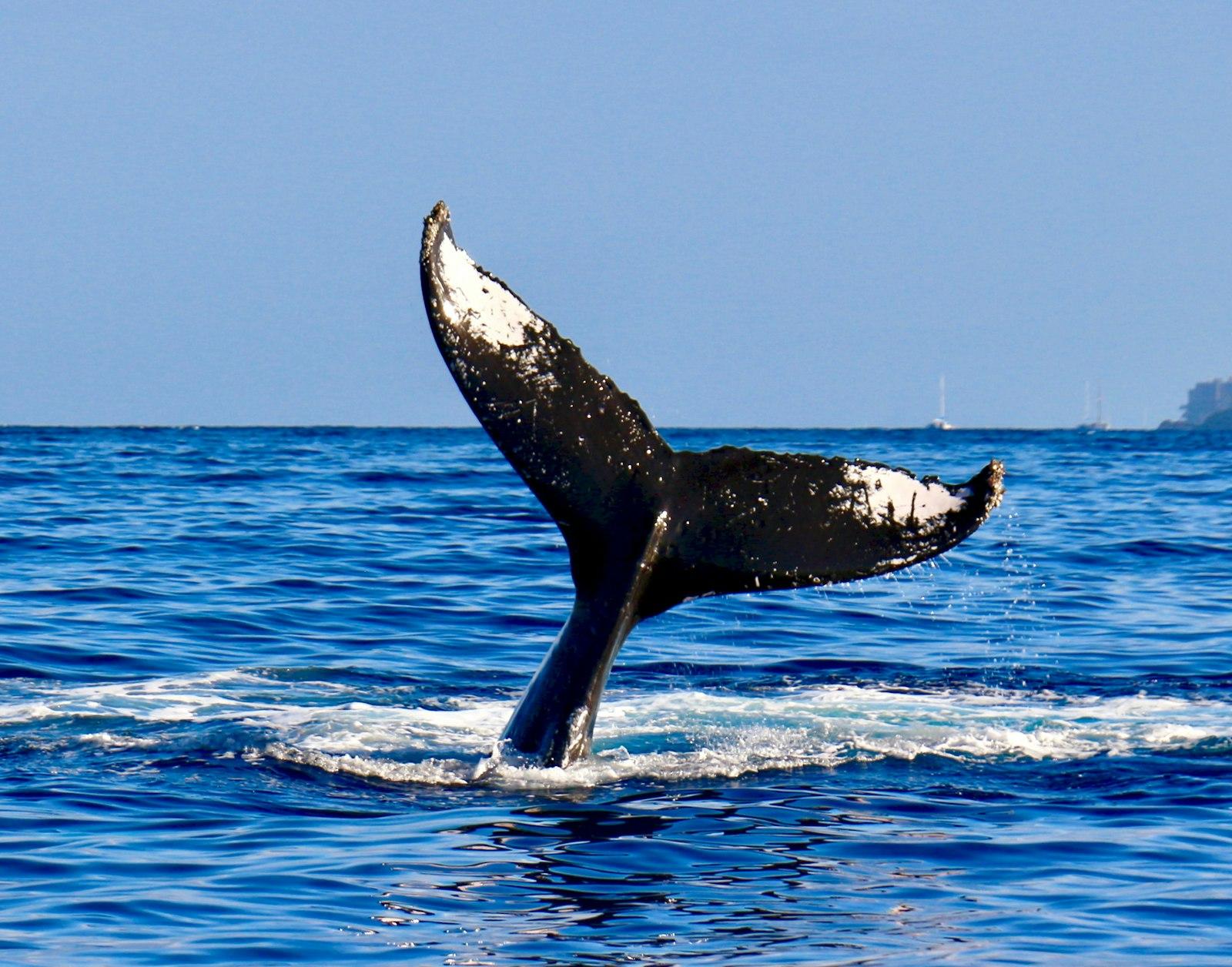 Dive! Pacific Humpback Whale Tail (Flukes) jigsaw puzzle preview