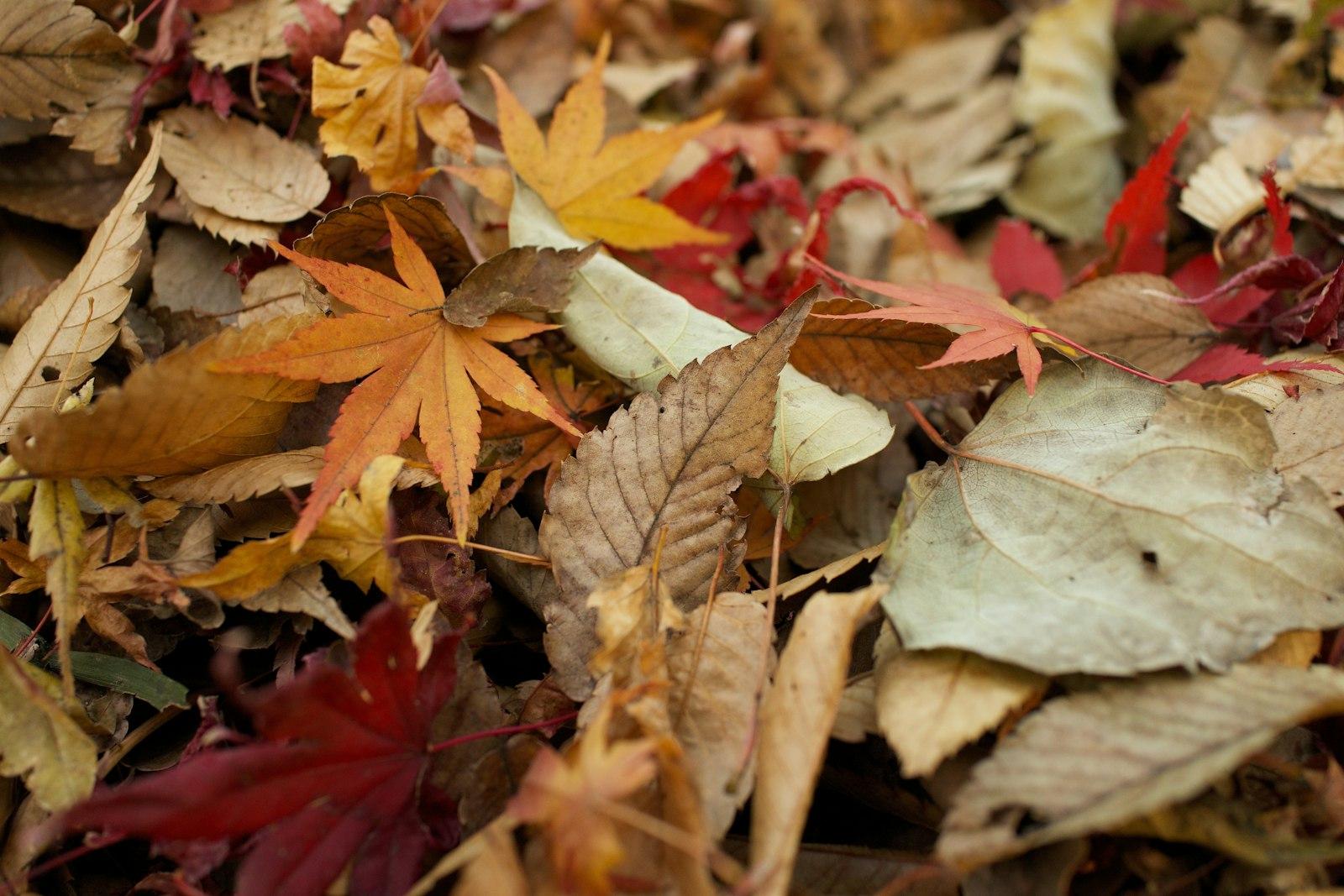 Diverse Autumn Leaves jigsaw puzzle preview