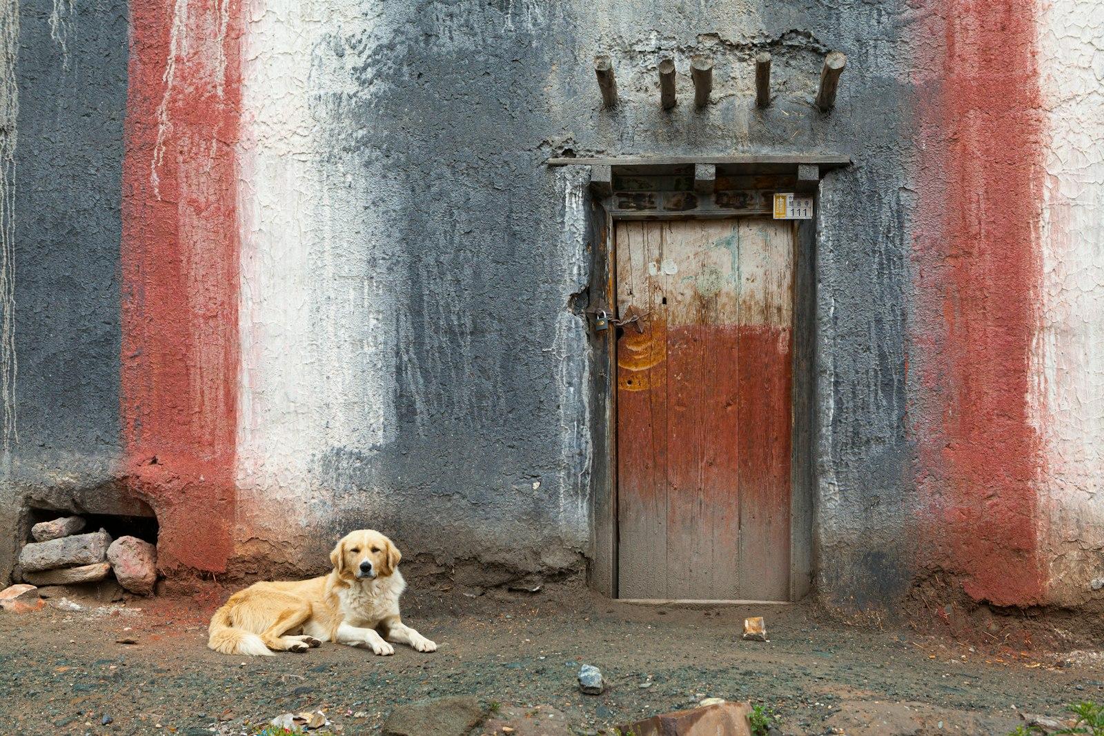 Dog In Front Of A Colored Traditional House In A S jigsaw puzzle preview