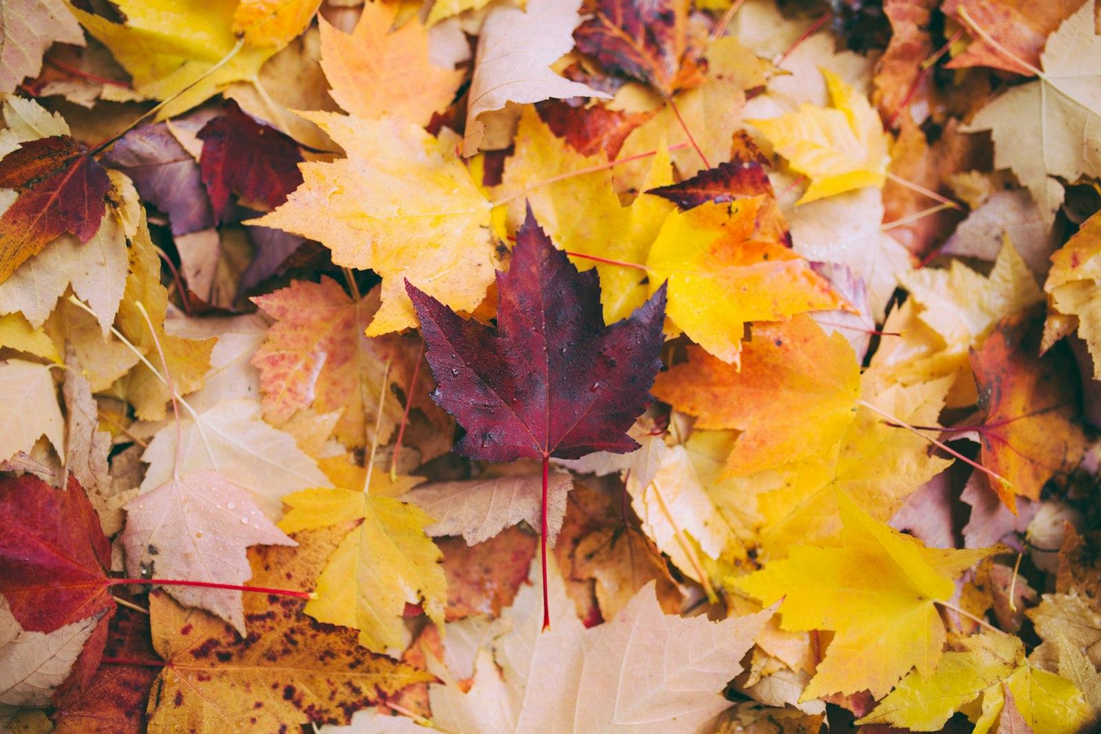 Dried Maple Leaves jigsaw puzzle preview