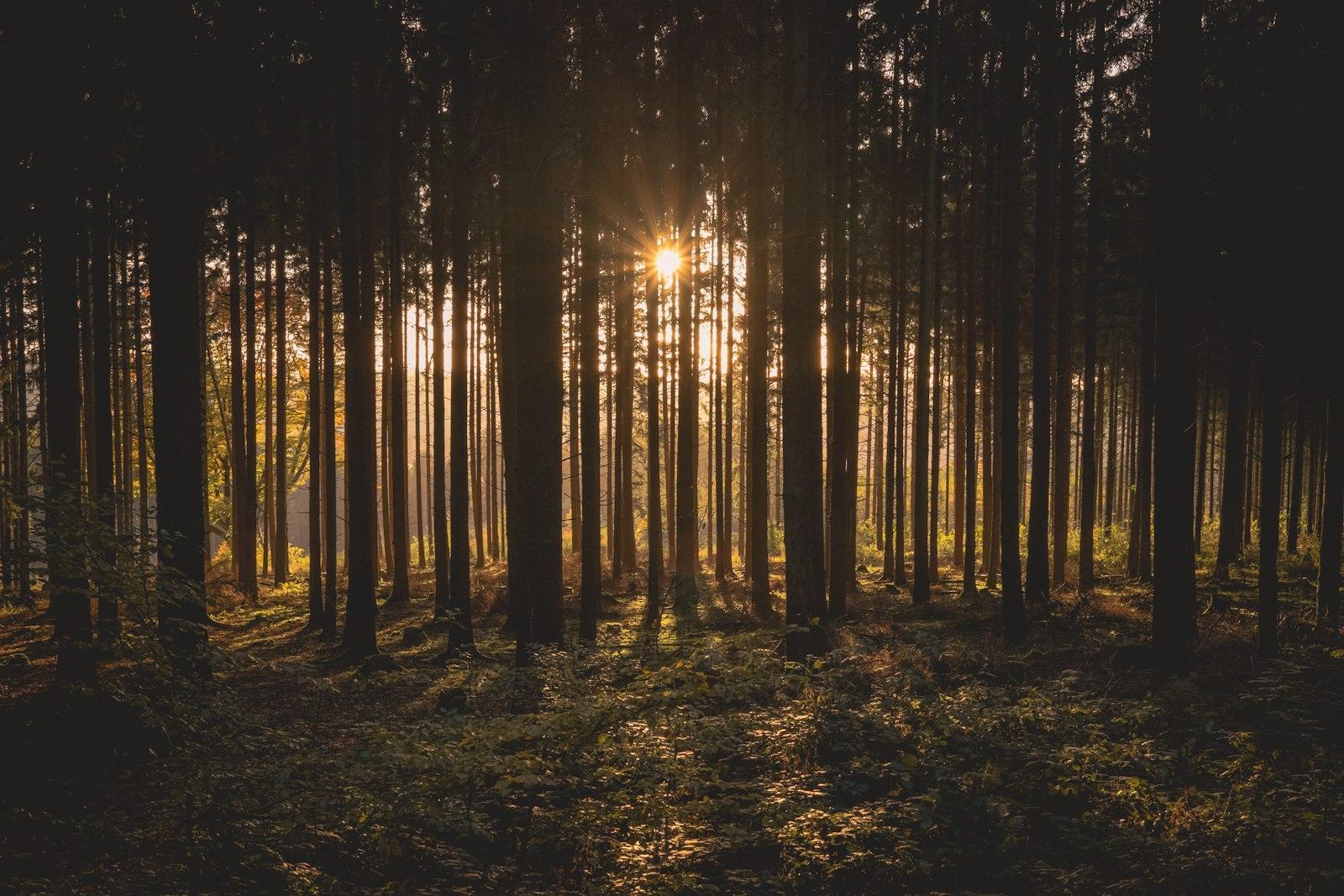 Evergreen Forest Before Sunset jigsaw puzzle preview