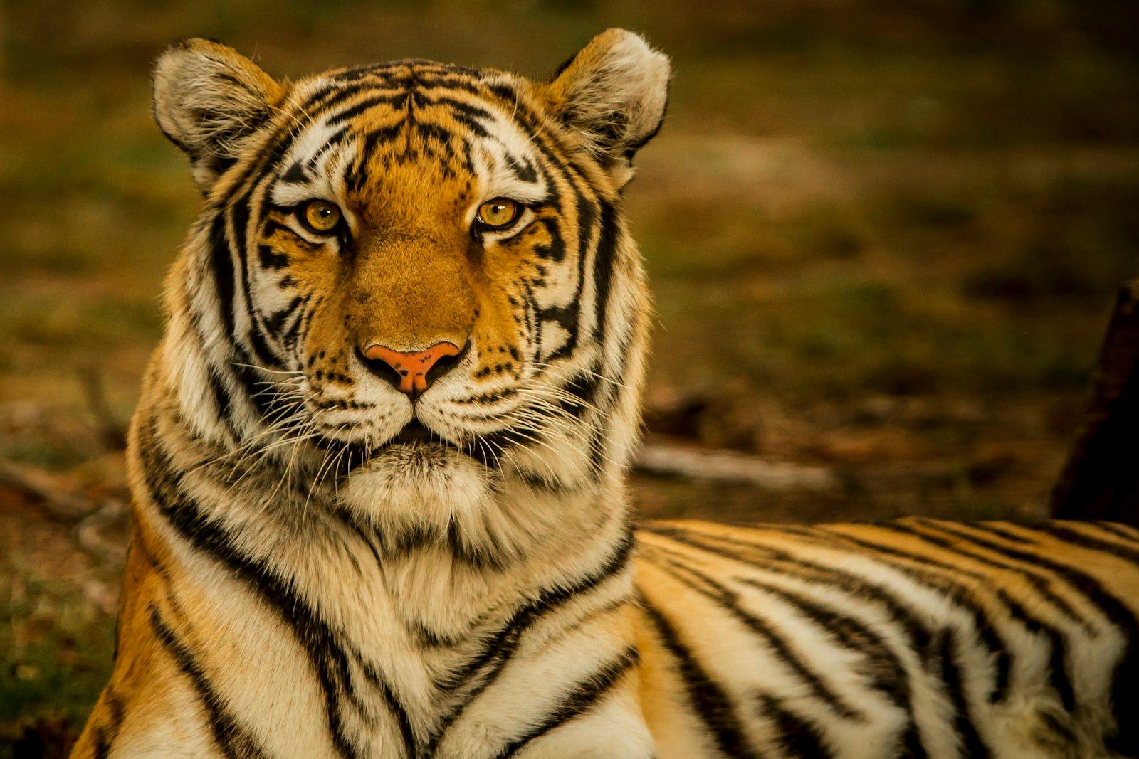 Eye Of The Tiger jigsaw puzzle preview