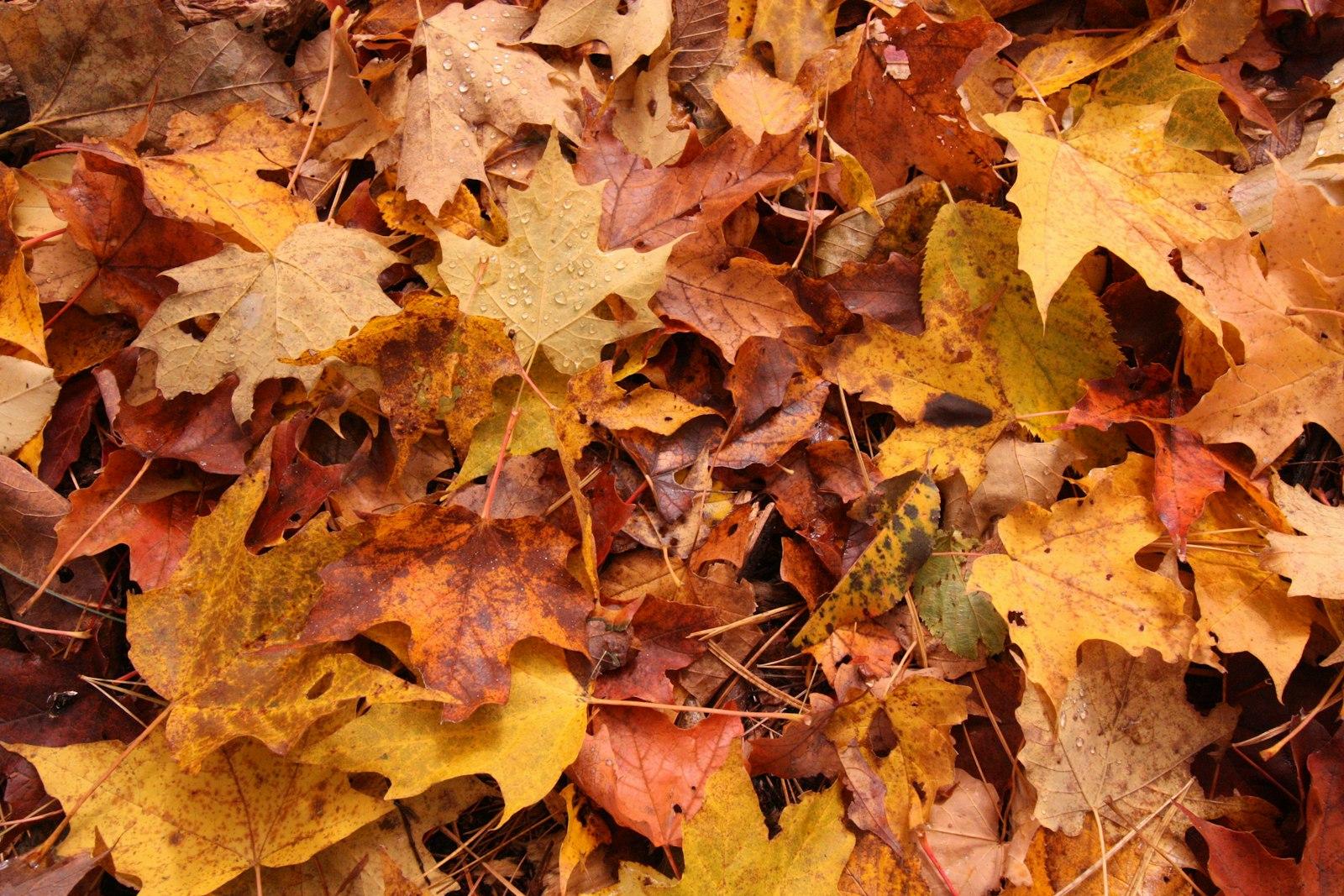 Fallen Leaves Background jigsaw puzzle preview