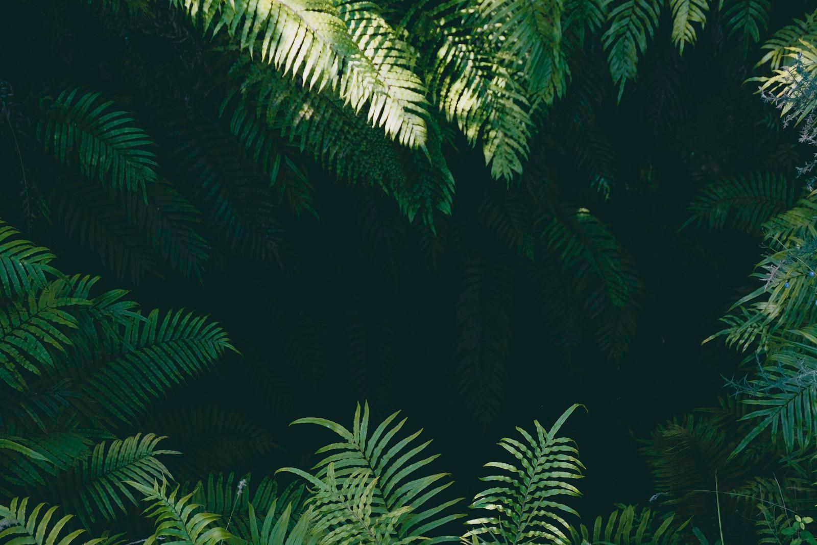 Ferny Hole jigsaw puzzle preview
