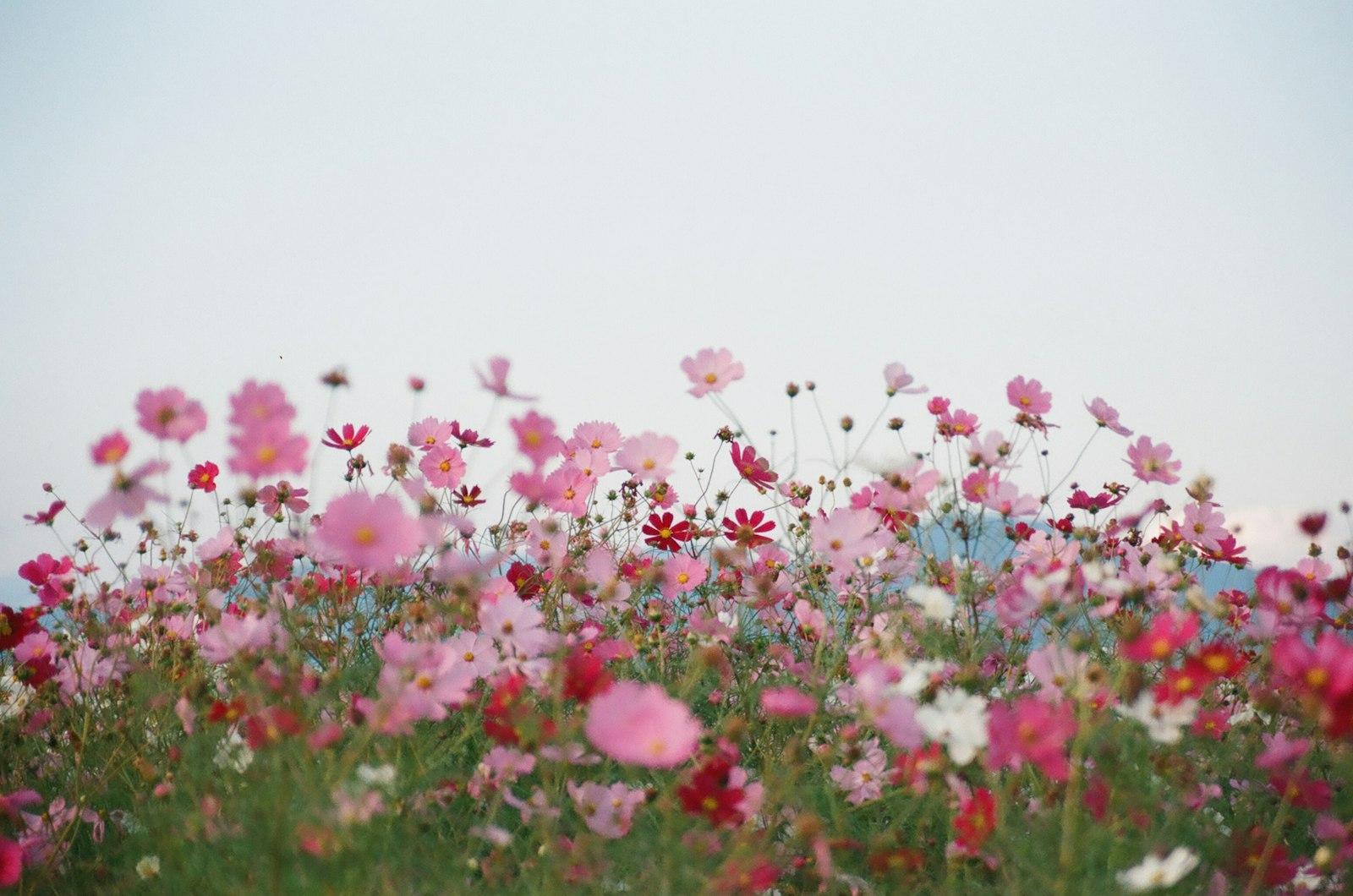 Field Of Flowers jigsaw puzzle preview