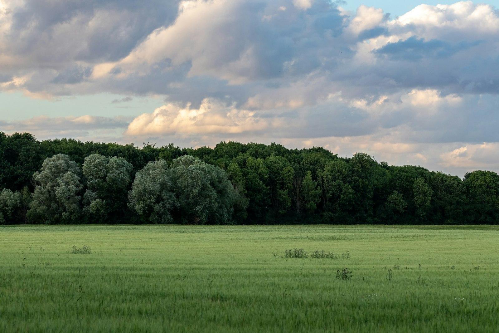 Fields And Forest Just Before Sunset jigsaw puzzle preview