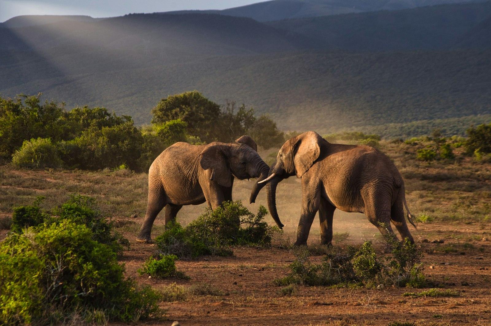 Fighting Elephants jigsaw puzzle preview