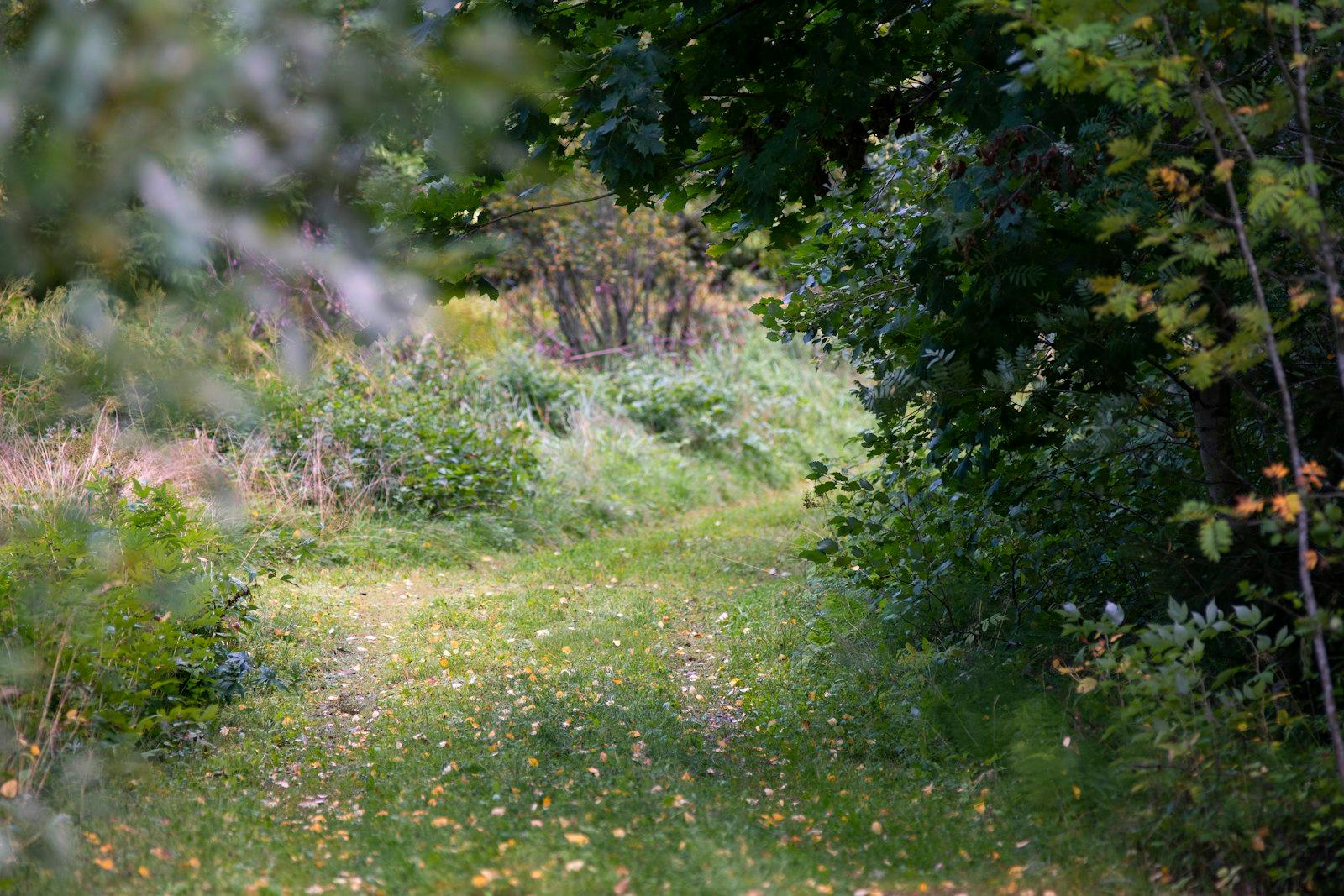 Finnish Nature jigsaw puzzle preview