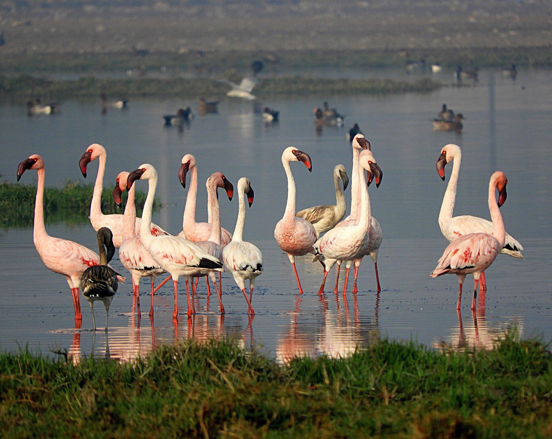 Flamingo Flock jigsaw puzzle preview