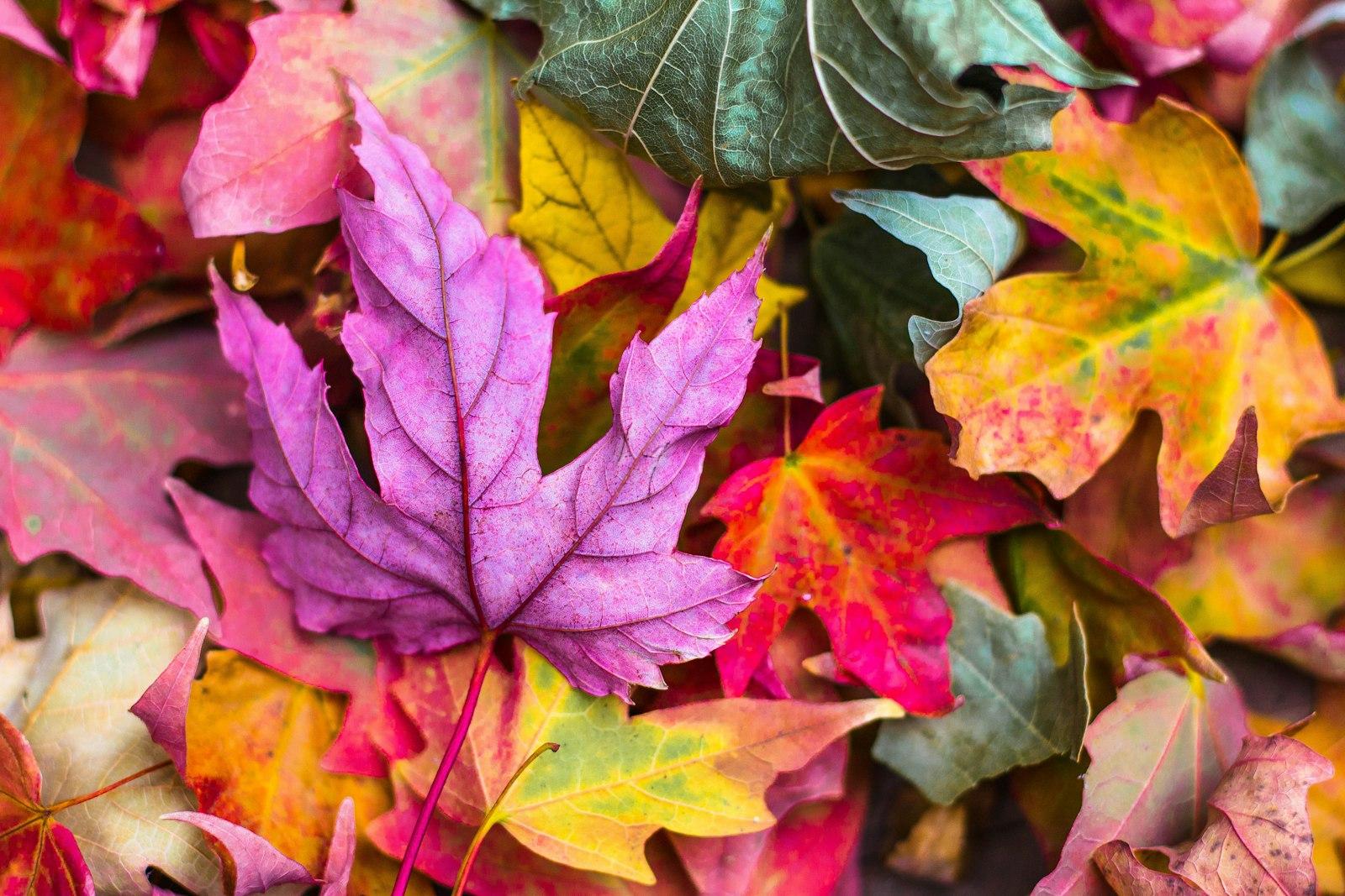 Flat Lay Photography Of Purple And Red Leaves jigsaw puzzle preview