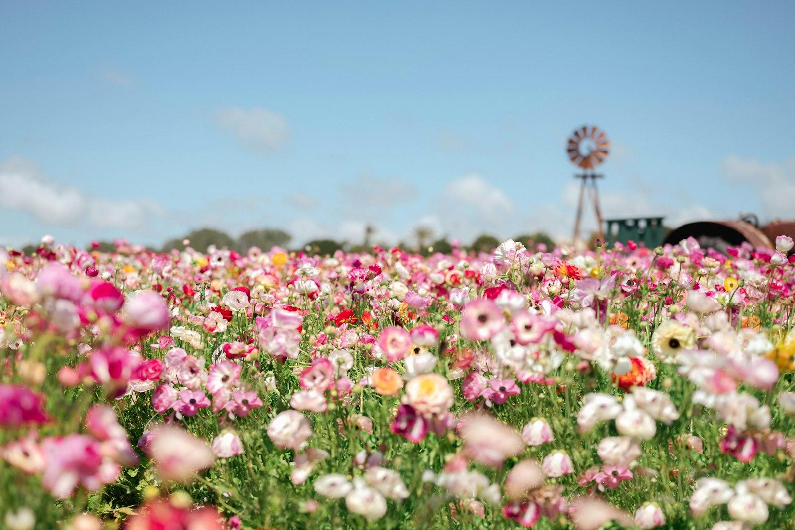 Flower Fields Carlsbad, California jigsaw puzzle preview