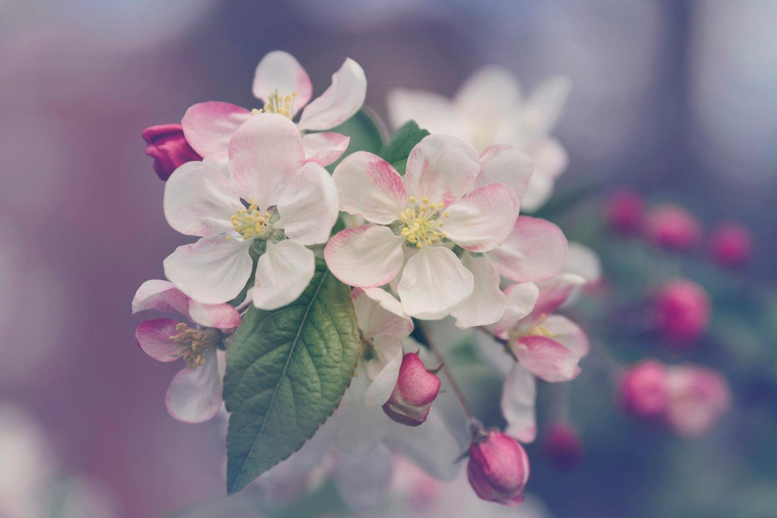 Flowers jigsaw puzzle preview