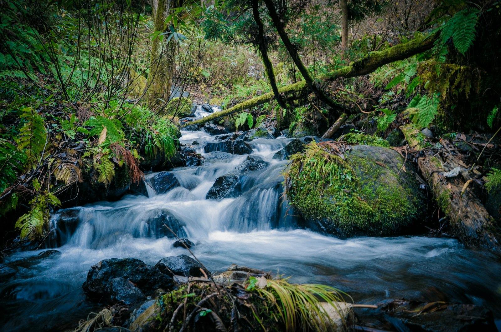 Flowing Water Of River In Between Of Trees jigsaw puzzle preview