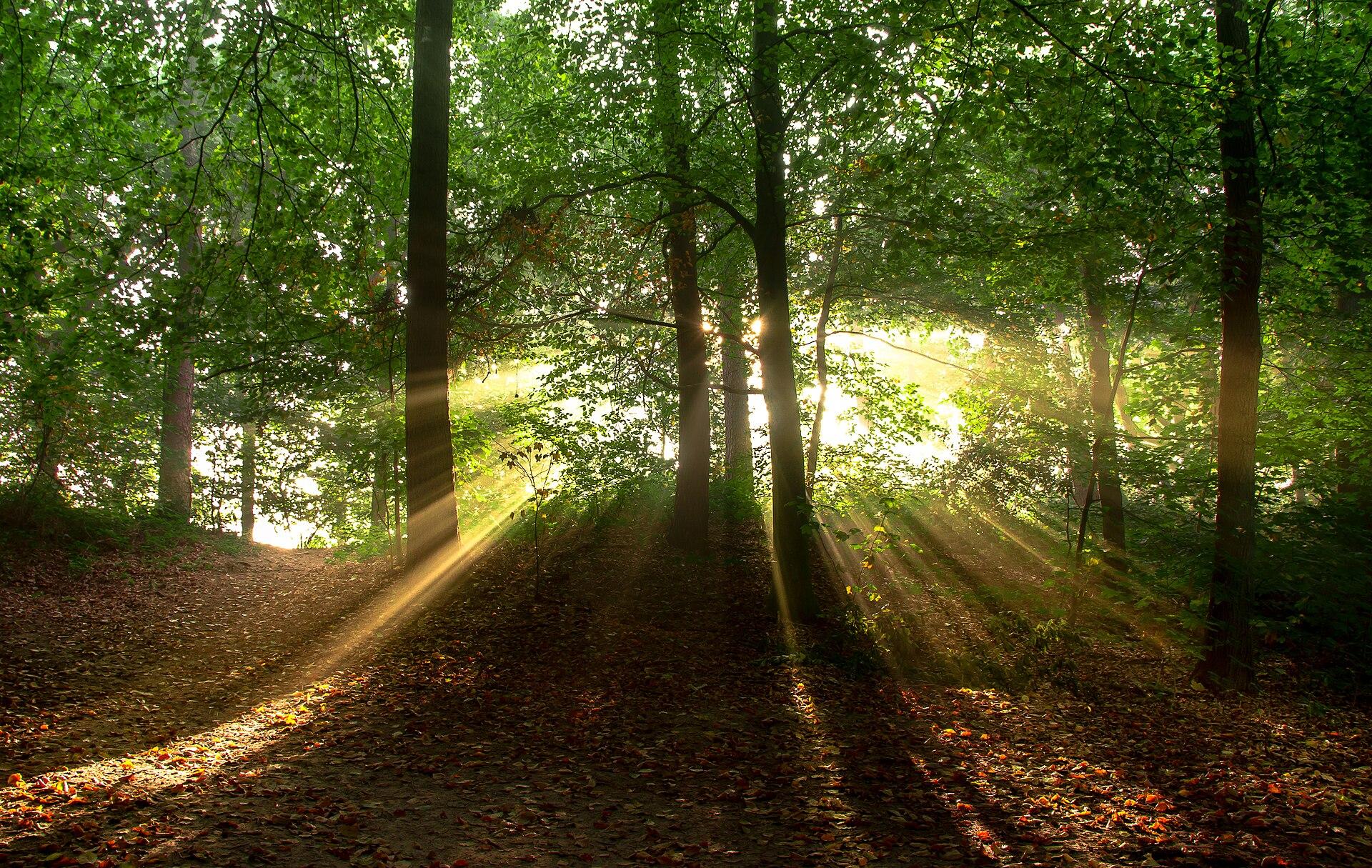 Foggy Forest Sunrise jigsaw puzzle preview