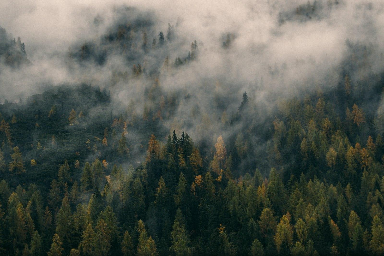 Foggy Pine jigsaw puzzle preview