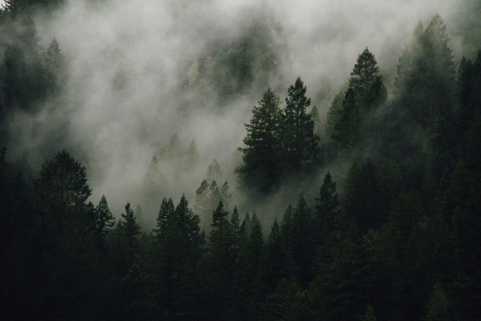 Foggy Trees jigsaw puzzle preview