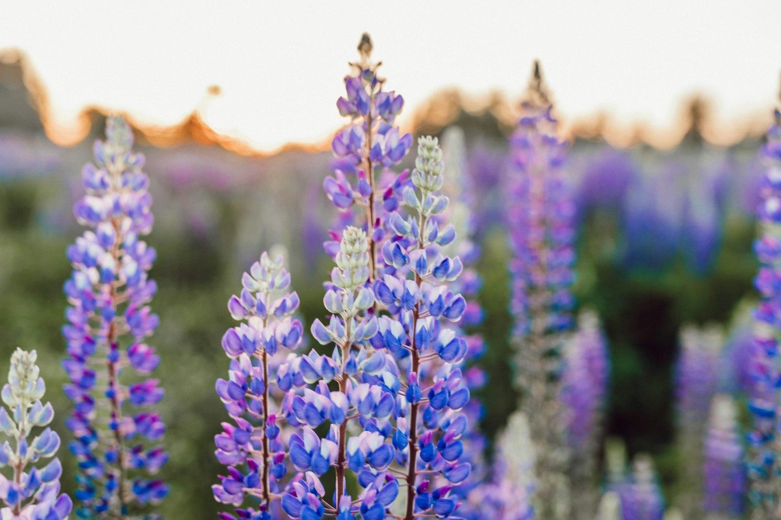 Follow Me To The Wildflowers jigsaw puzzle preview