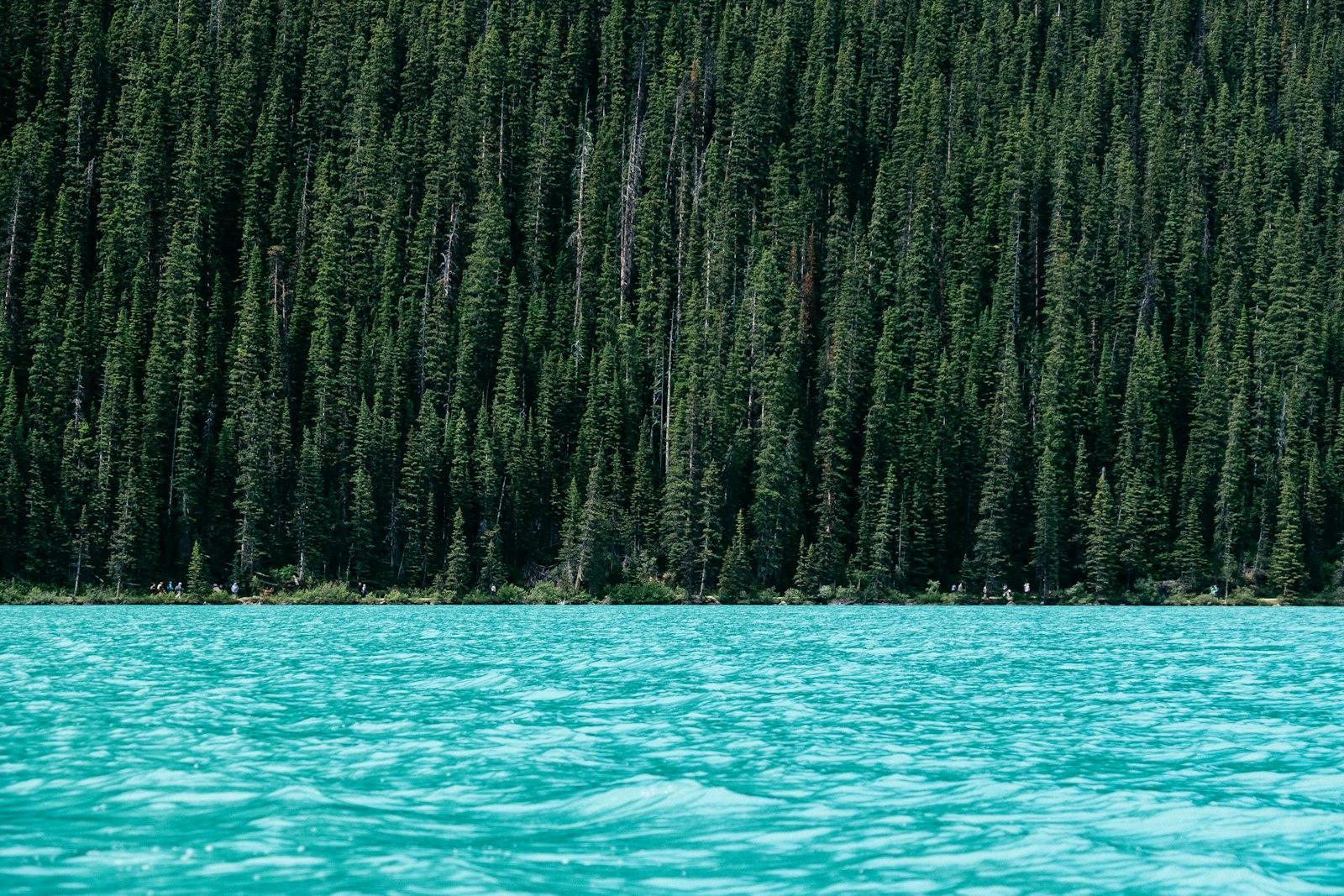 Forest Near A Turquoise Lake jigsaw puzzle preview